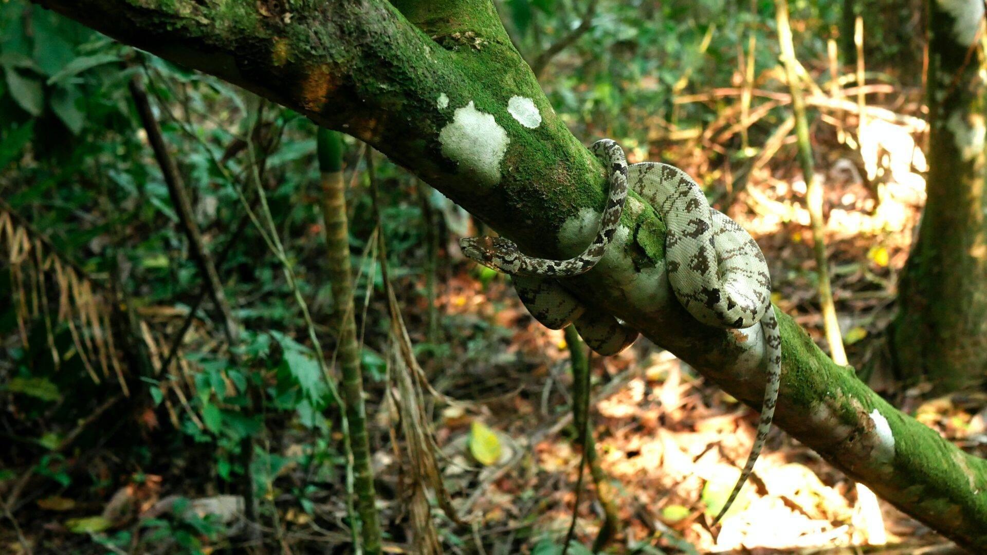Un lagarto de patrones blancos y grises enroscado en una rama cubierta de musgo en la selva tropical
