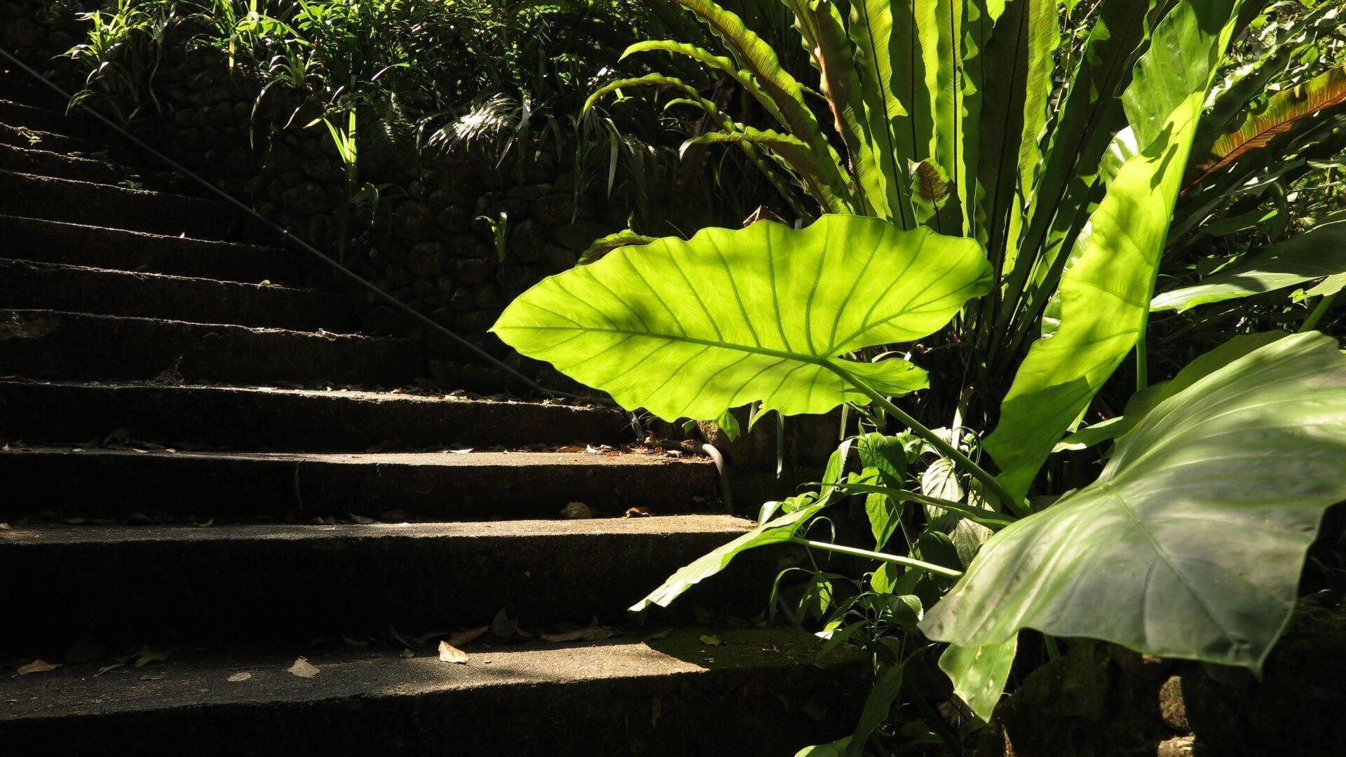 Schattige Treppe umgeben von üppiger tropischer Vegetation mit großen, von der Sonne beleuchteten grünen Blättern