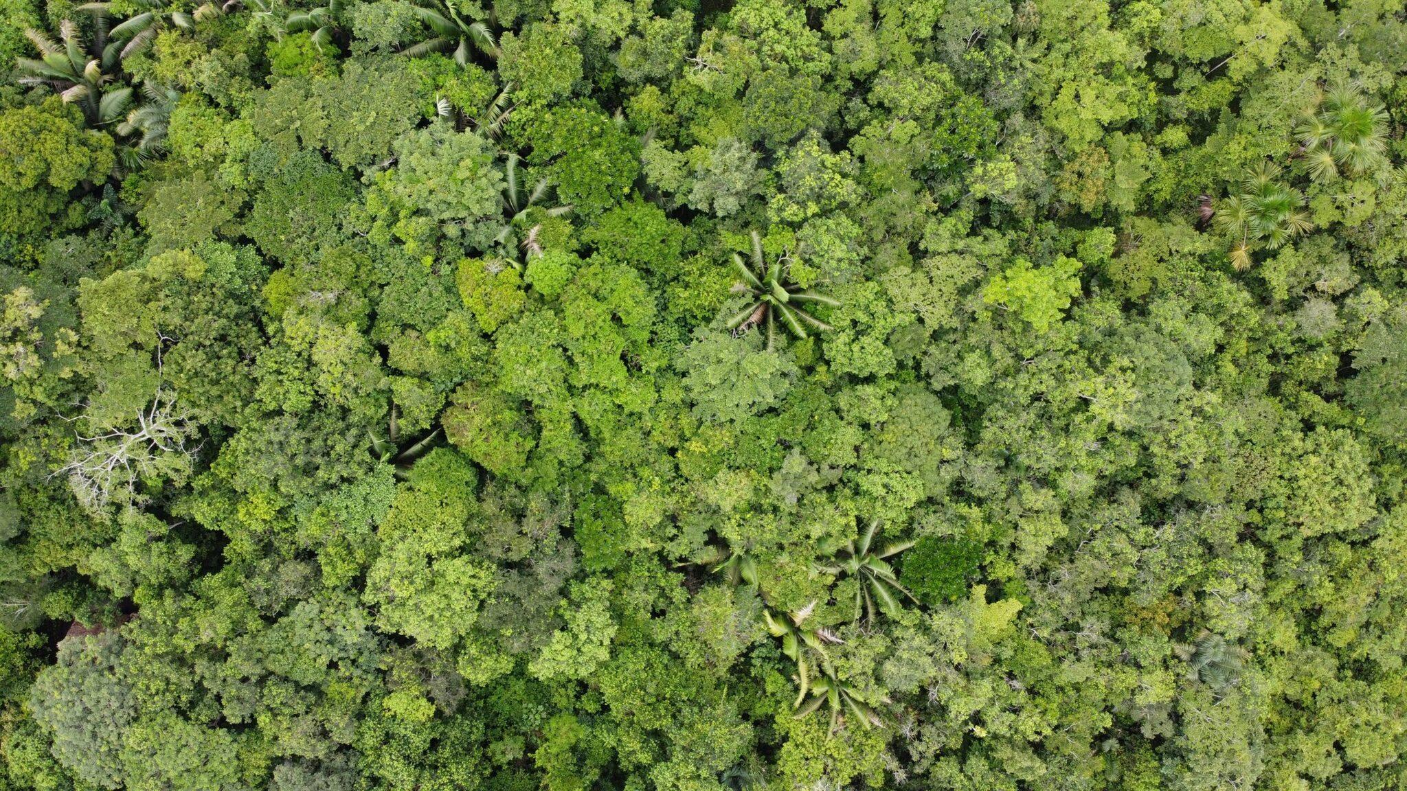 Luftaufnahme eines dichten Regenwalds mit Palmen und üppiger Vegetation