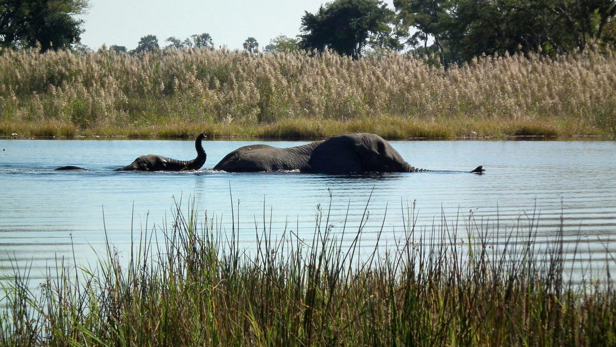 Elefanten beim Baden in einem afrikanischen Fluss, gesäumt von Vegetation und weiten Feldern