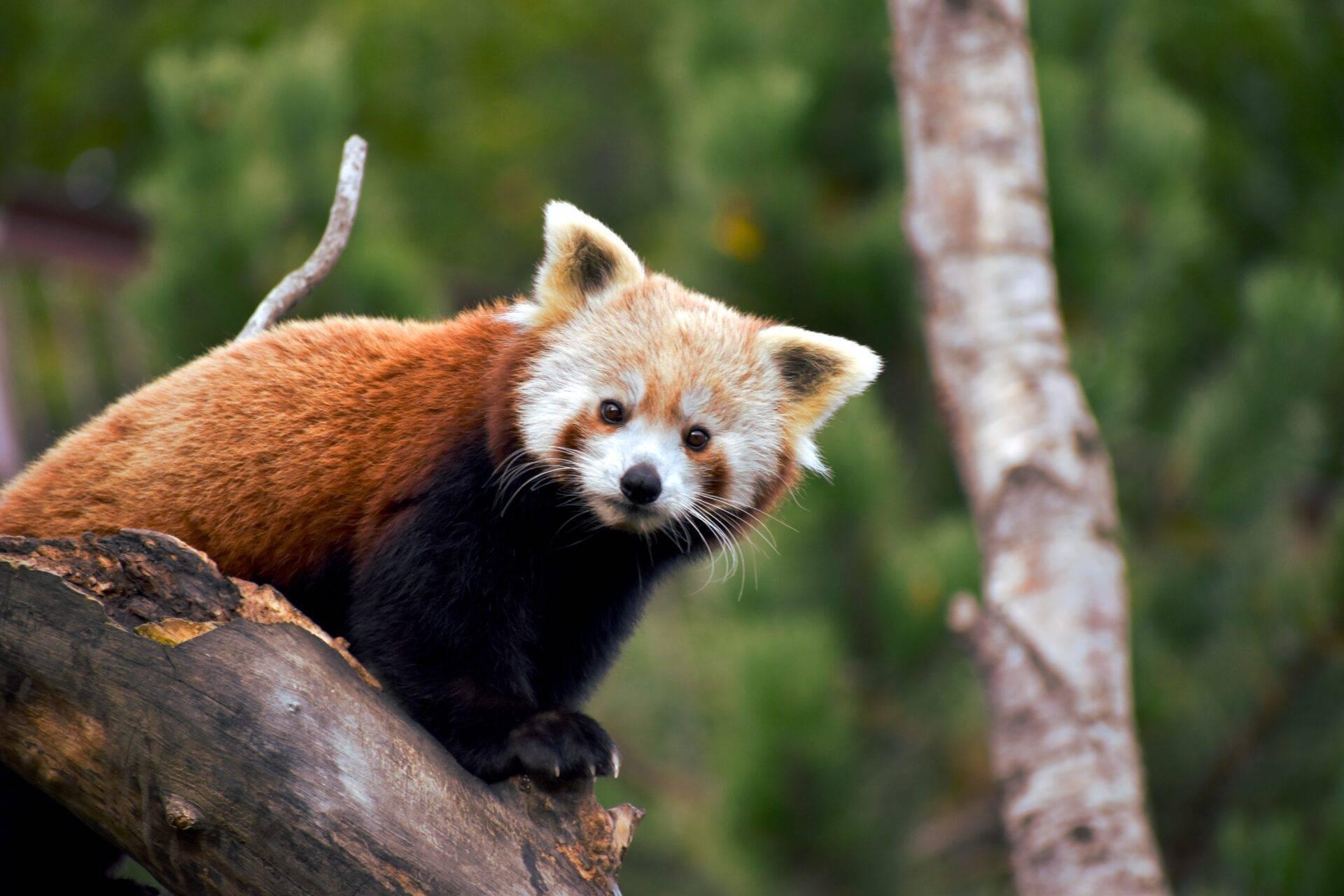 Ein Roter Panda sitzt auf einem Ast, im Hintergrund verschwommenes Grün seines natürlichen Lebensraums