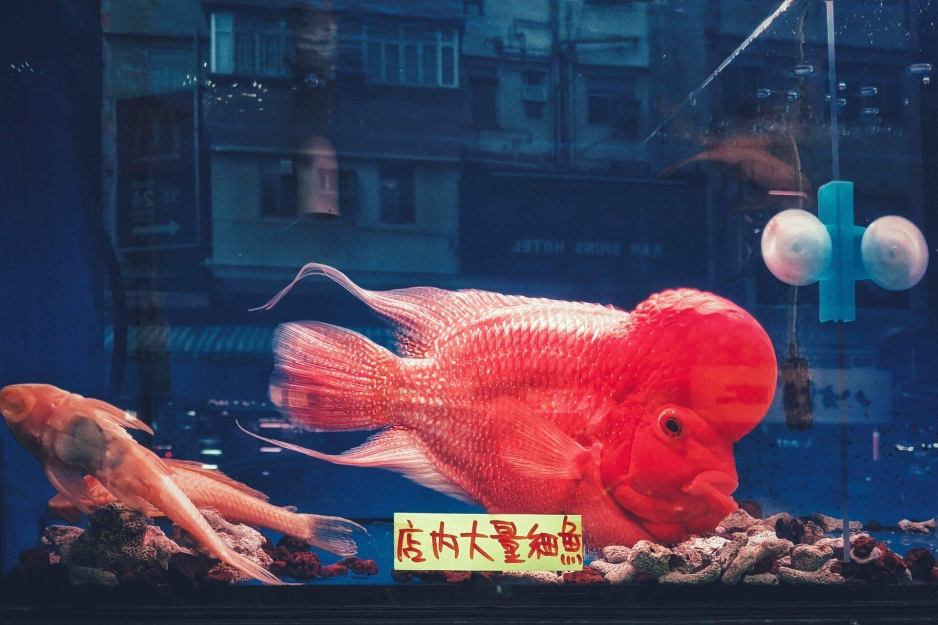 Riesiger roter Fisch in einem Stadtaquarium mit Gebäuden im Hintergrund und asiatischer Beschilderung
