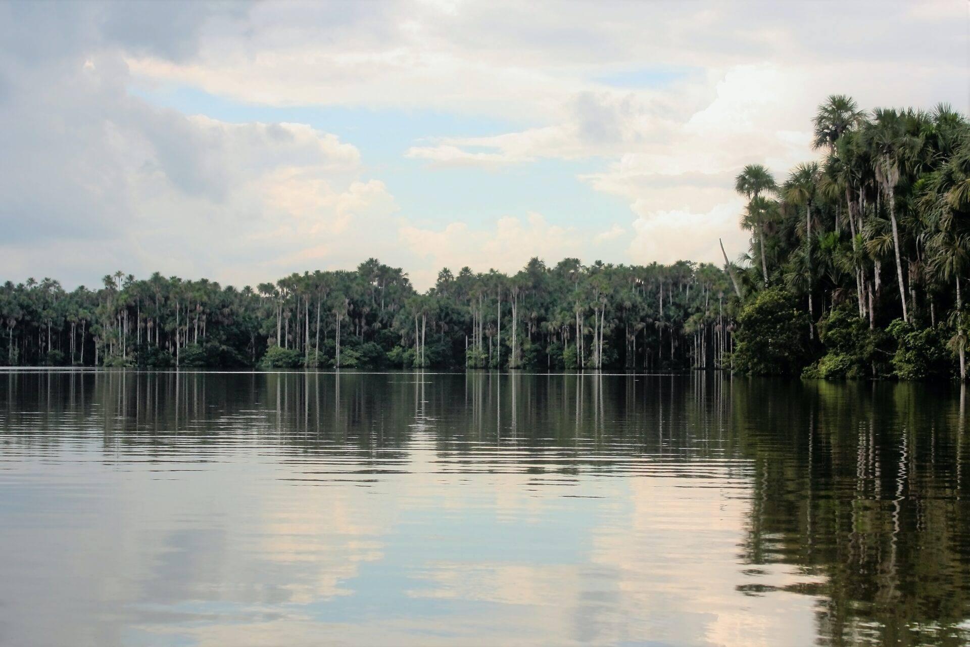 Un río de aguas en calma como un espejo bordeado de densa selva con grandes palmeras tropicales
