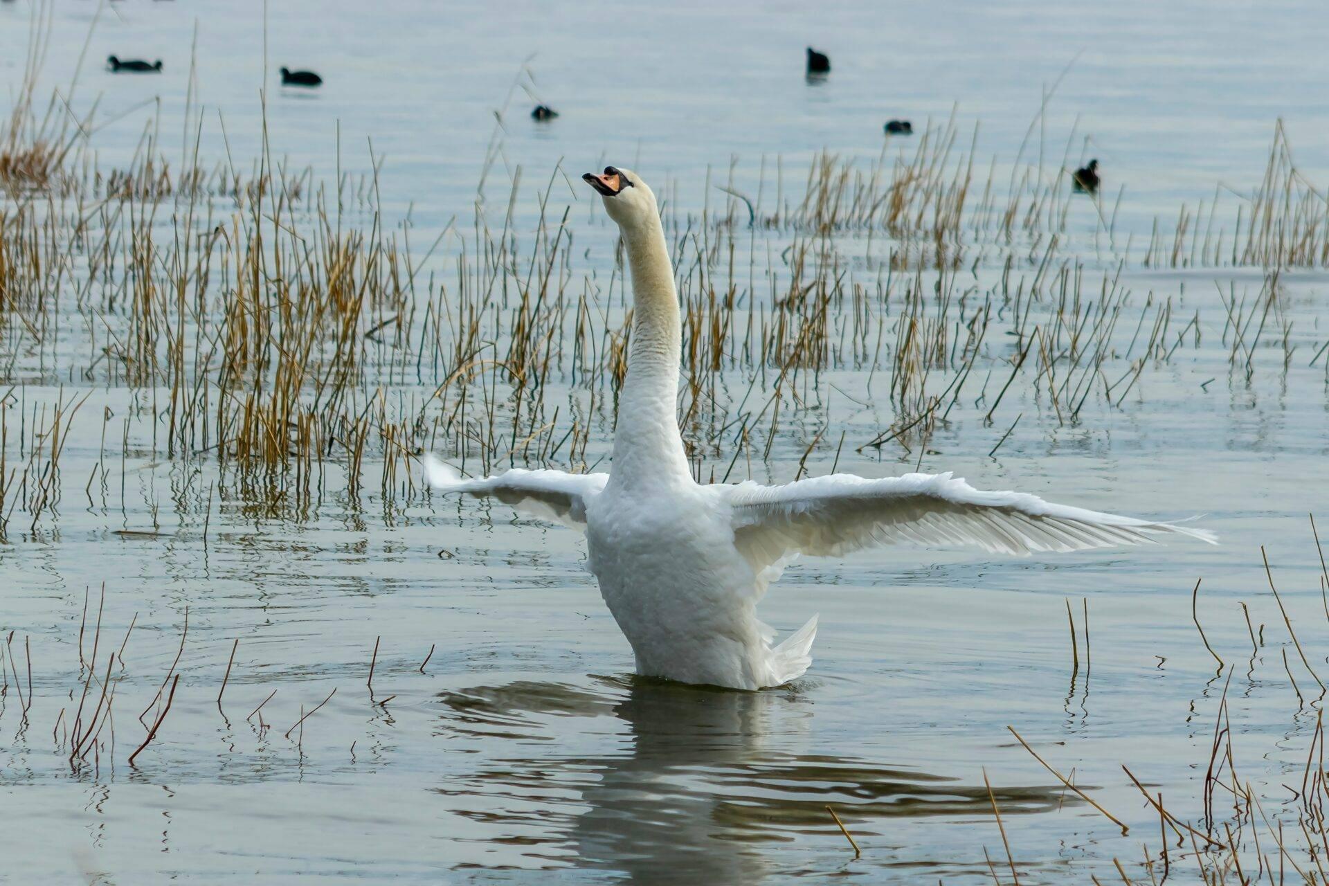 Un cisne blanco con las alas desplegadas en un lago poco profundo rodeado de cañas secas y otras aves