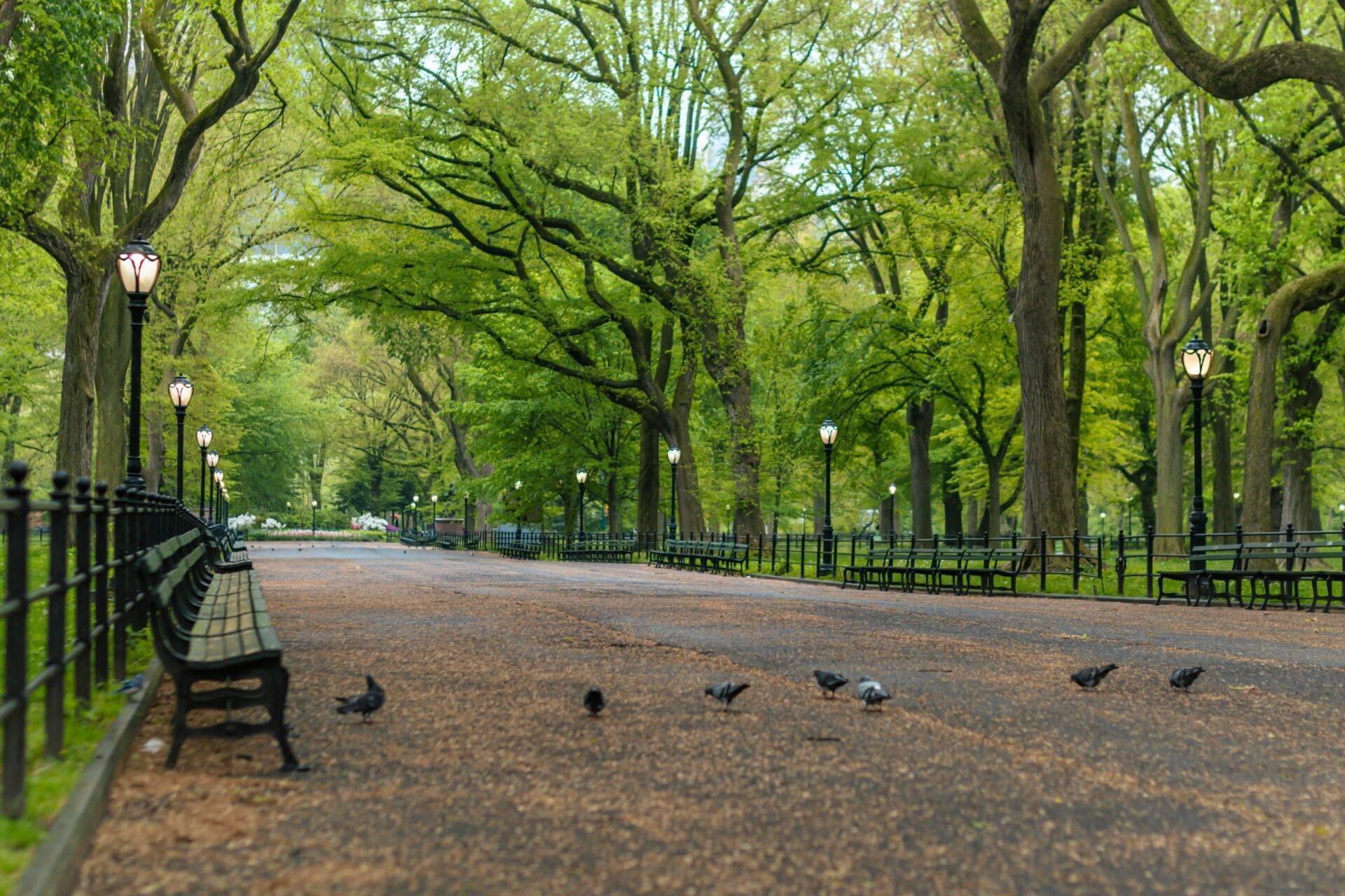 Ein schattiger Weg in einem Stadtpark mit Bänken, Laternen und Tauben unter einem Blätterdach großer Laubbäume
