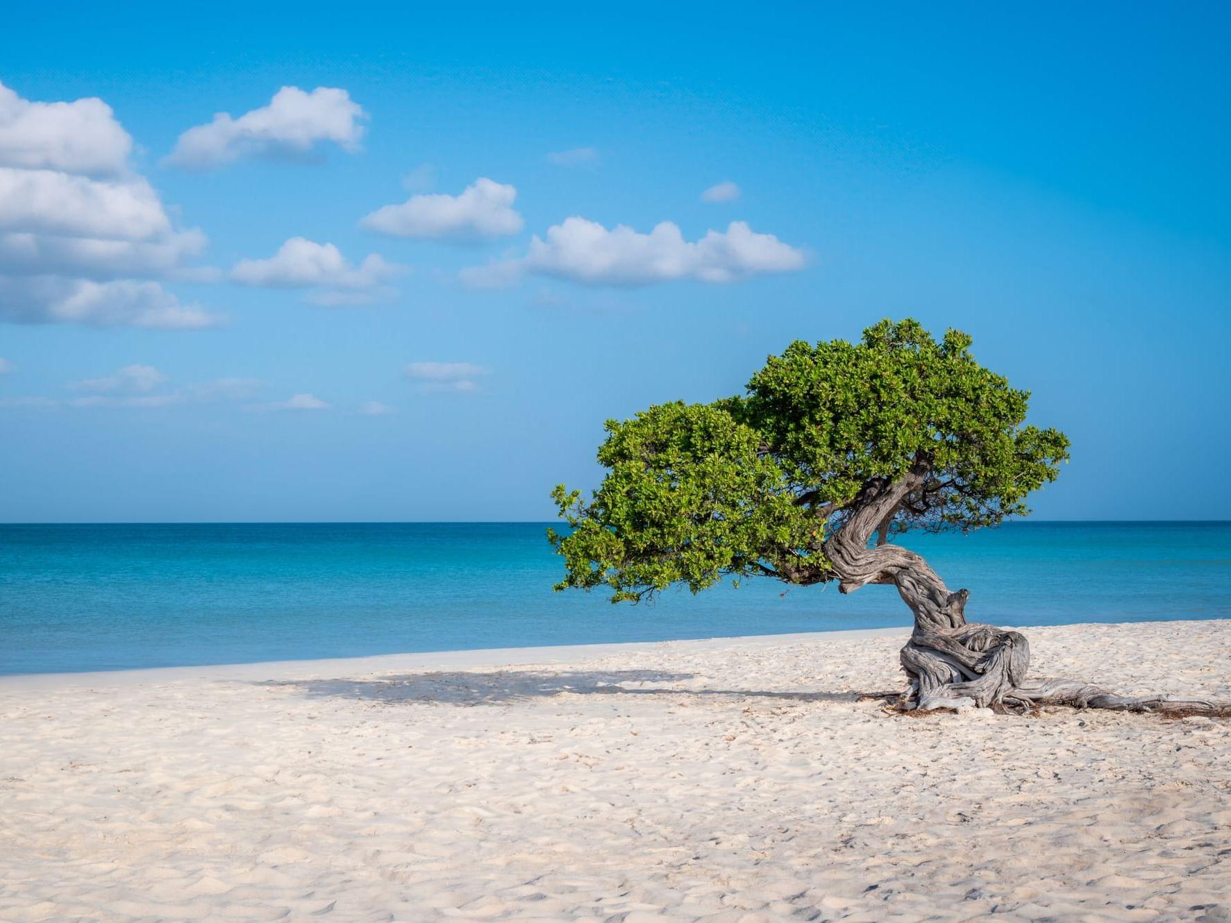 Un albero dai rami contorti e slanciati cresce solitario su una spiaggia di sabbia bianca affacciata sul mare turchese