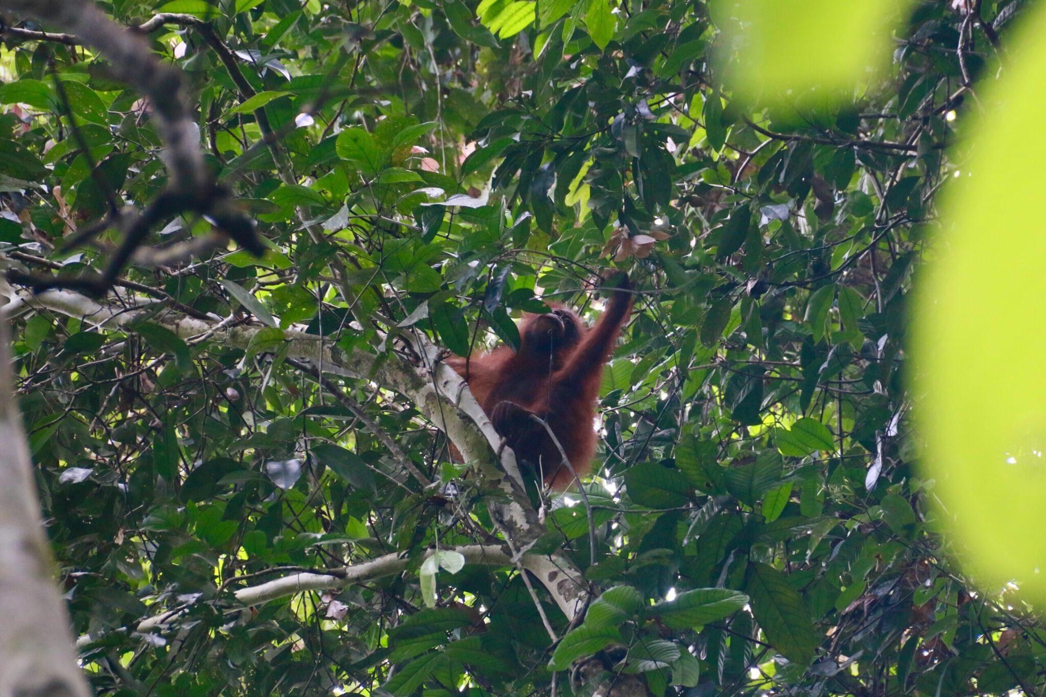 Ein rotbrauner Orang-Utan hängt in den grünen Ästen eines dichten Tropenwalds