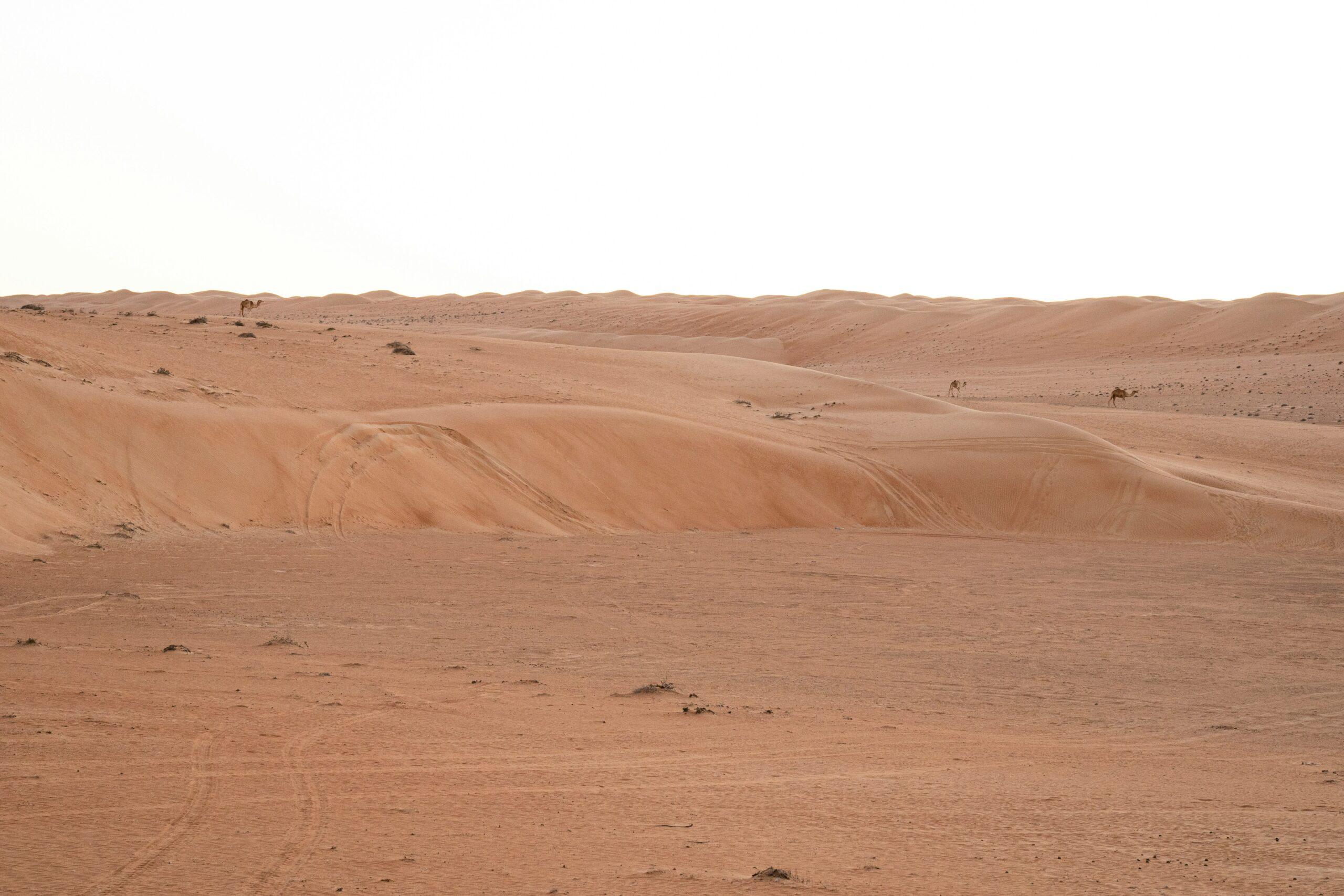 Reisender auf einem Kamel in den weiten Dünen der Wüste Wahiba Sands (Sharqiya Sands), Oman