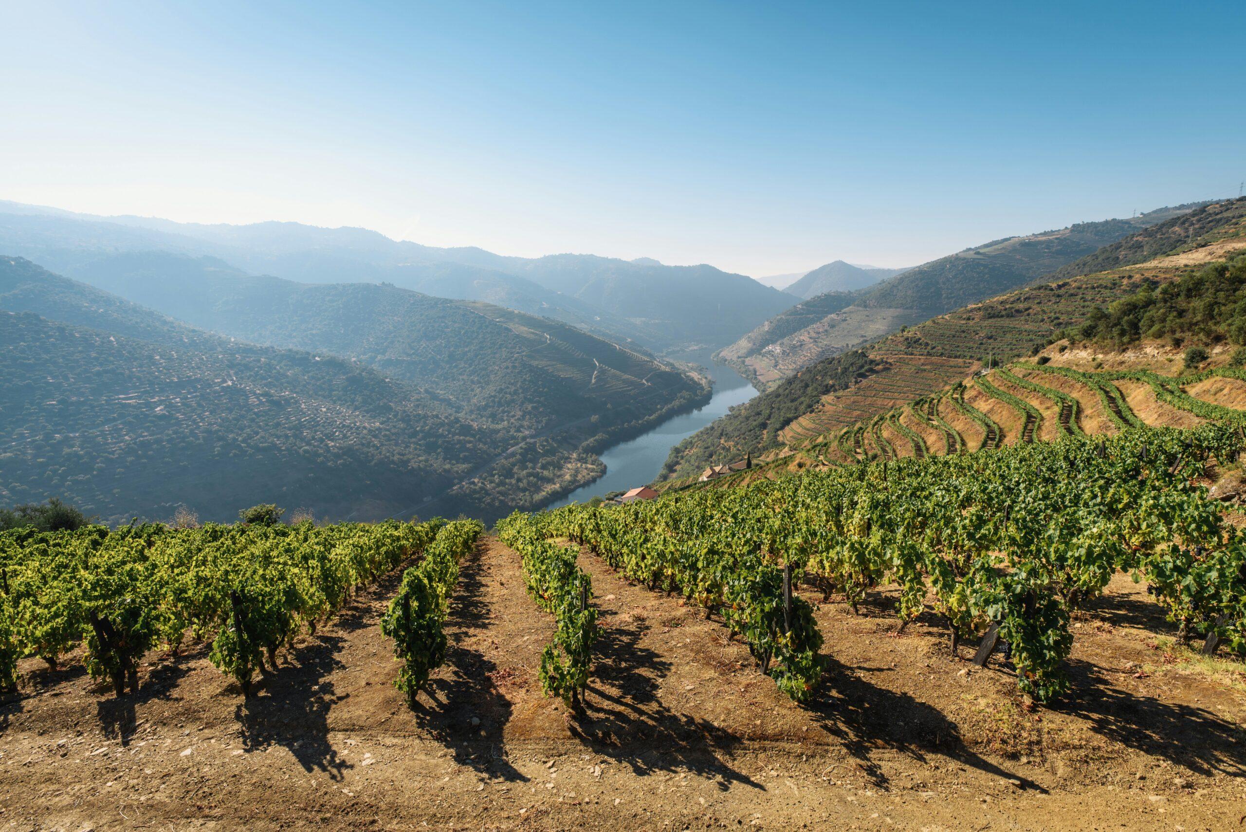 Viñedos en terrazas con vistas a un valle fluvial y montañas boscosas al fondo