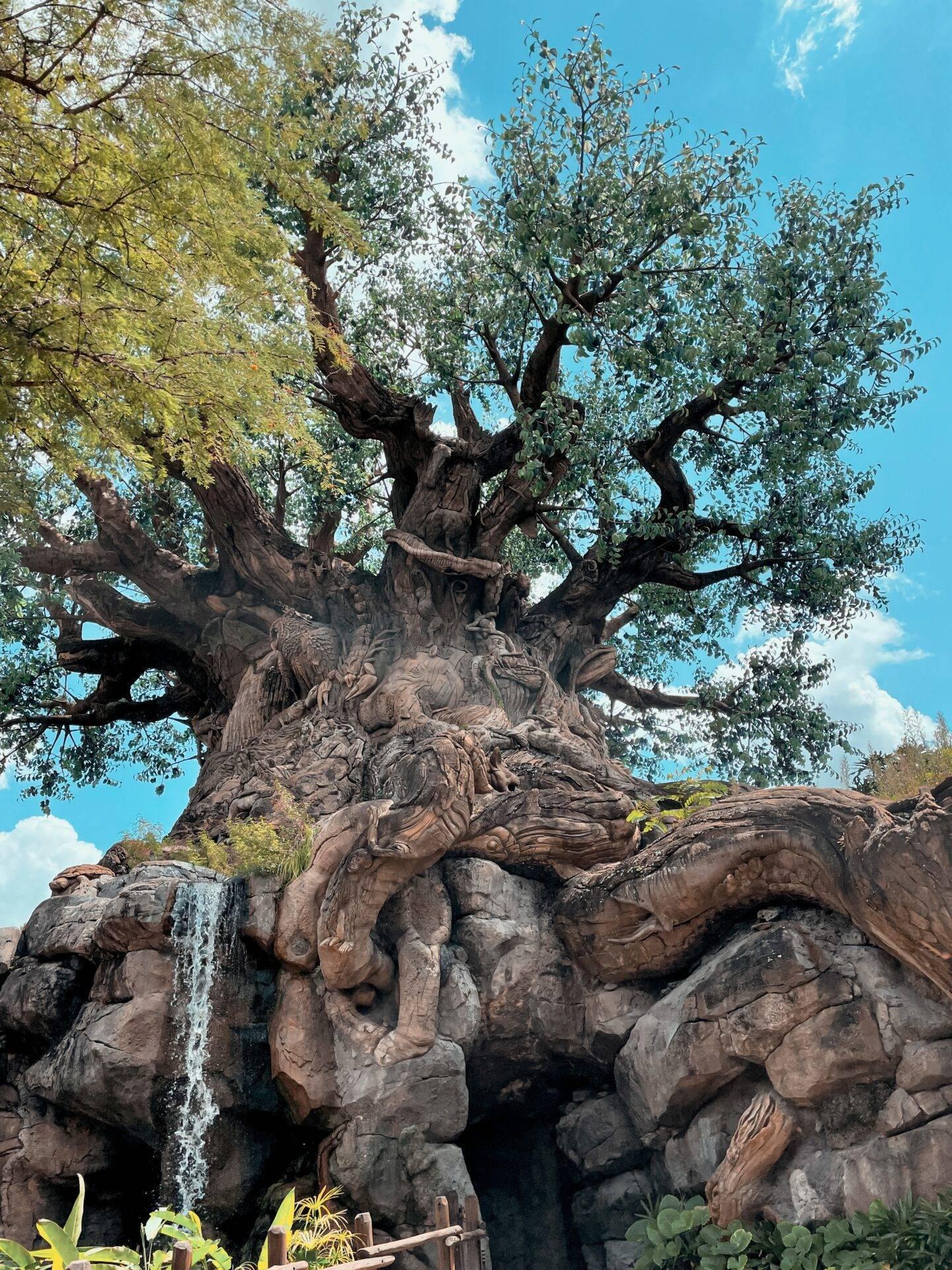 Ein mächtiger alter Baum mit mehreren geschnitzten Stämmen auf Felsen unter strahlendem blauem Himmel