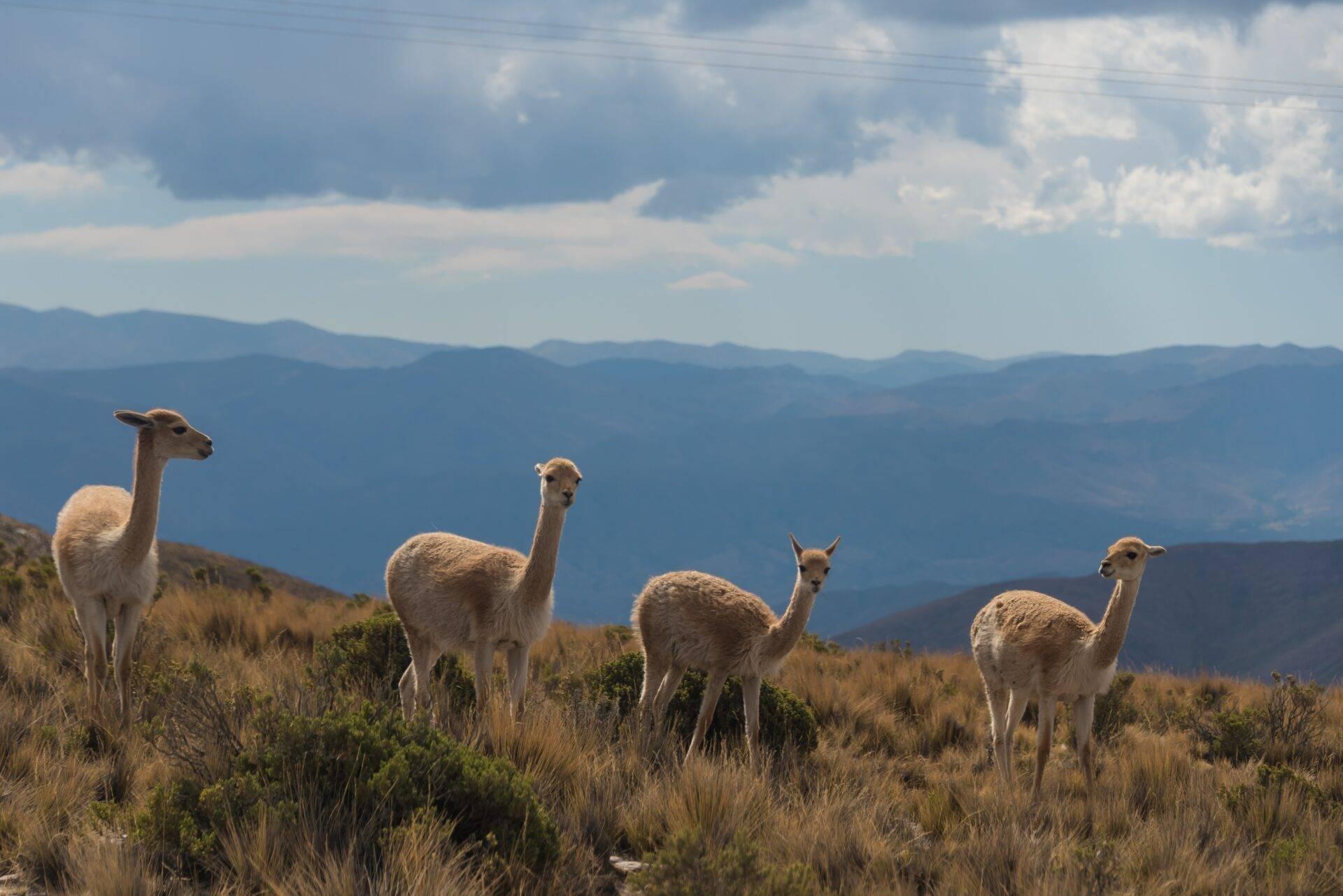 Un gruppo di lama bianchi al pascolo sulle Ande argentine con le montagne sullo sfondo