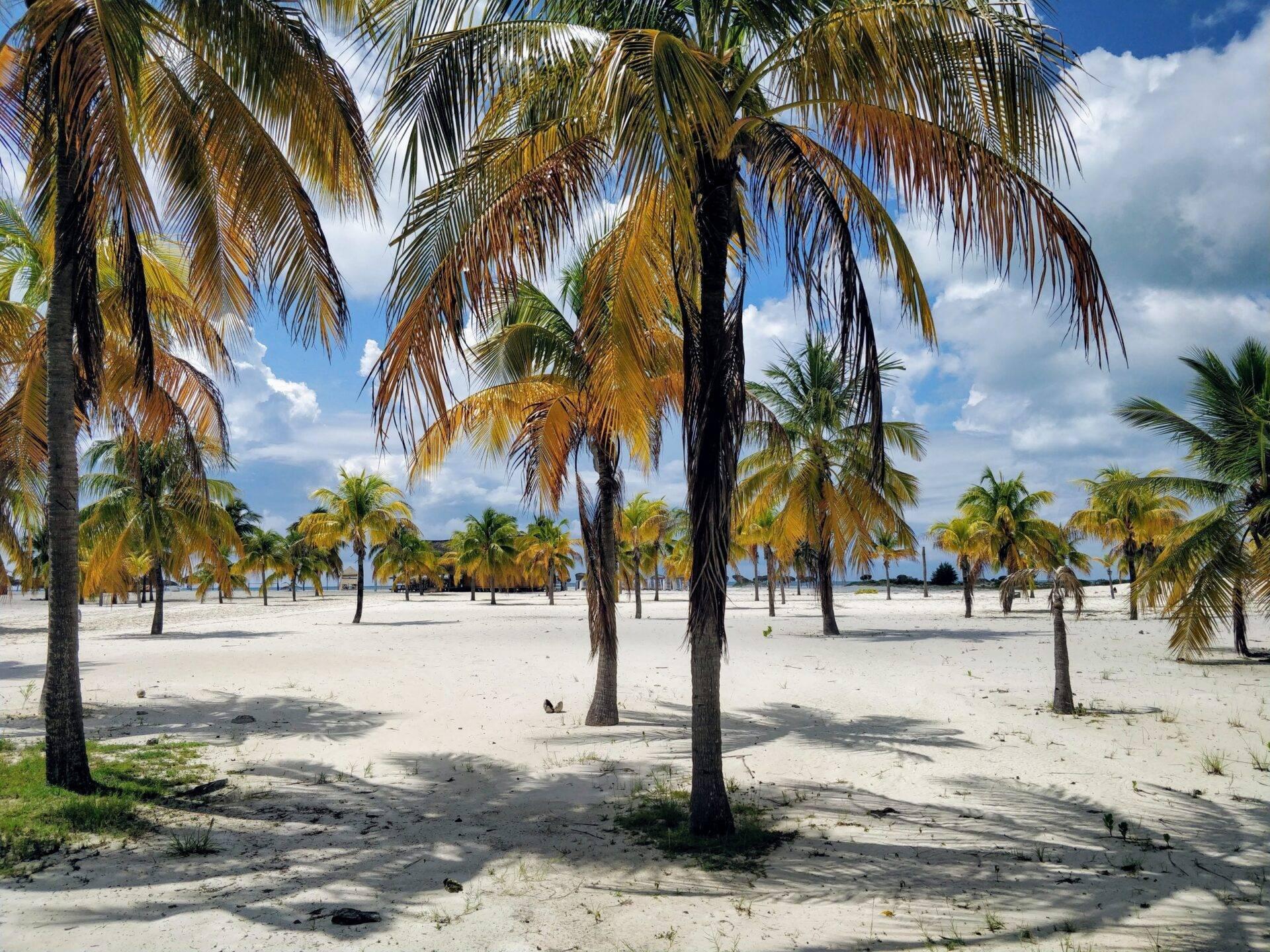 Spiaggia di sabbia bianca con palme da cocco dalle foglie dorate sotto un cielo azzurro nuvoloso