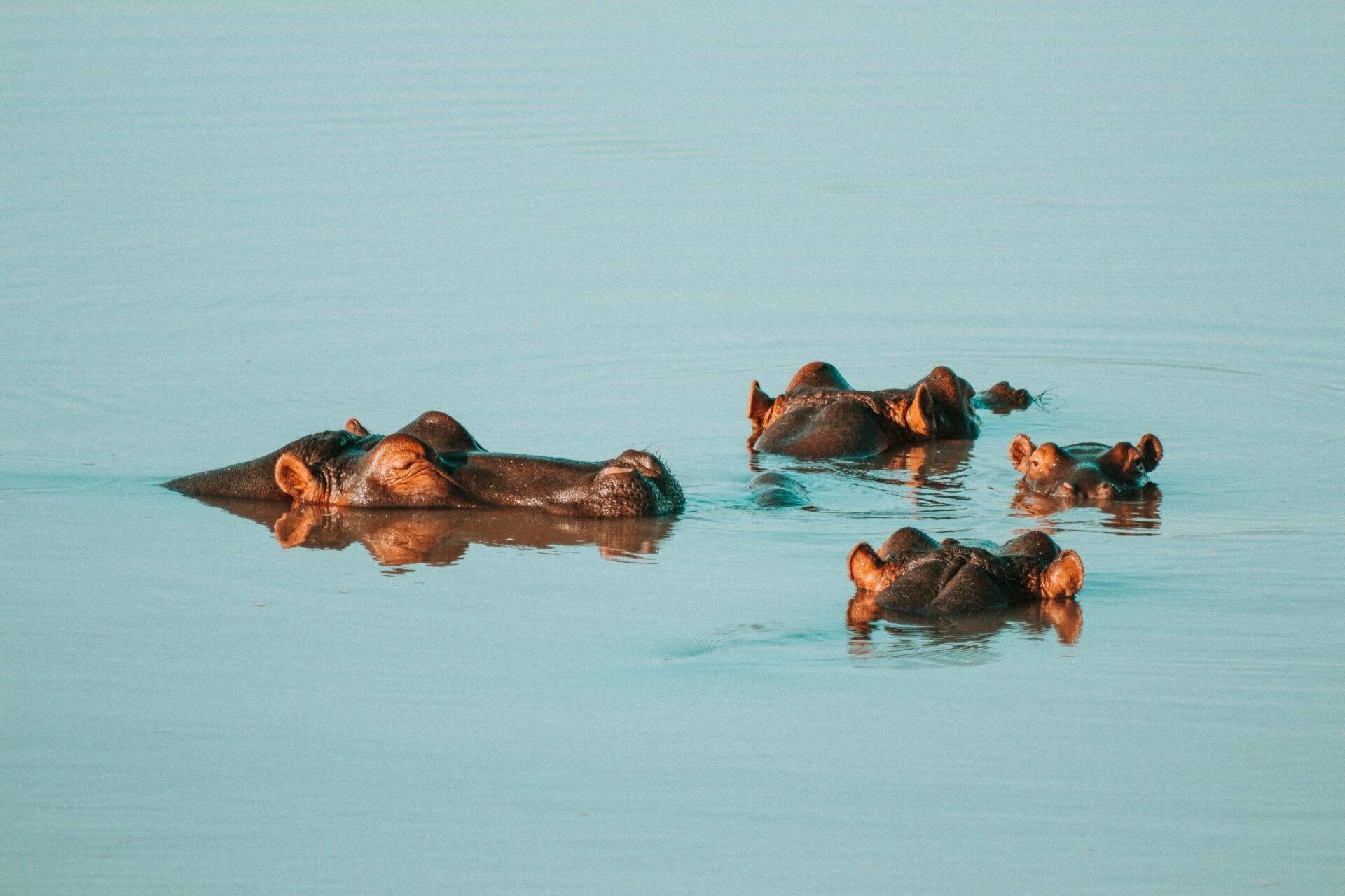 Un gruppo di ippopotami in acque basse di un fiume, immersi con le teste emergenti