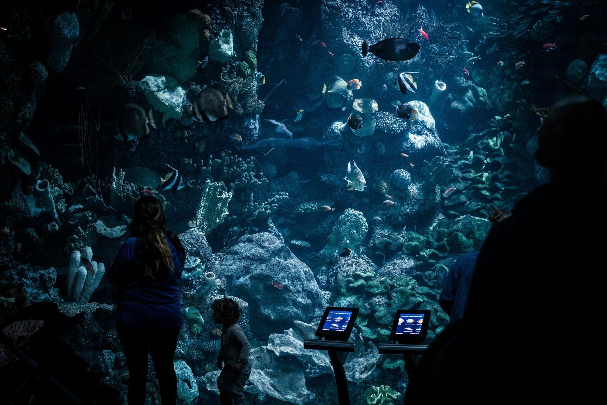 Besucher beobachten ein großes Aquarium mit Korallen und Tropenfischen durch eine Glasscheibe, Informationstafeln sichtbar