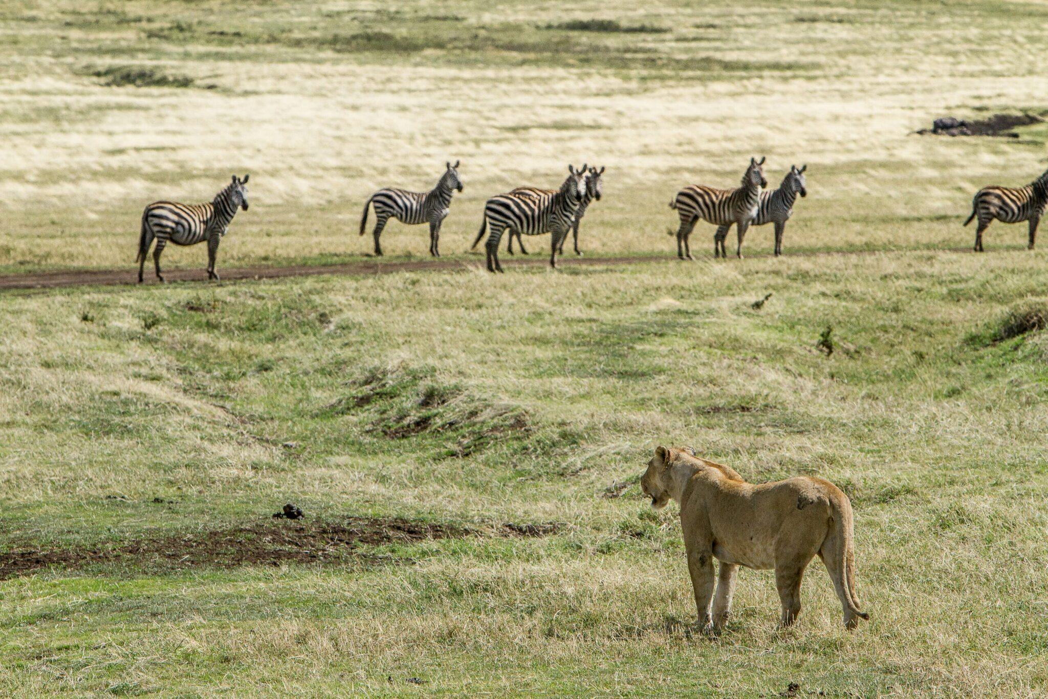 Una leona observa a un grupo de cebras en la sabana herbosa de un parque natural africano