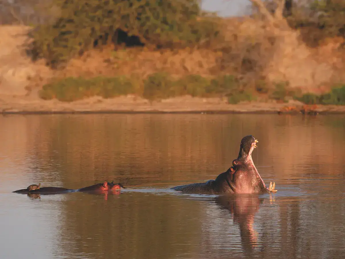 Hipopótamo con la boca abierta en un río africano, con otros individuos cerca