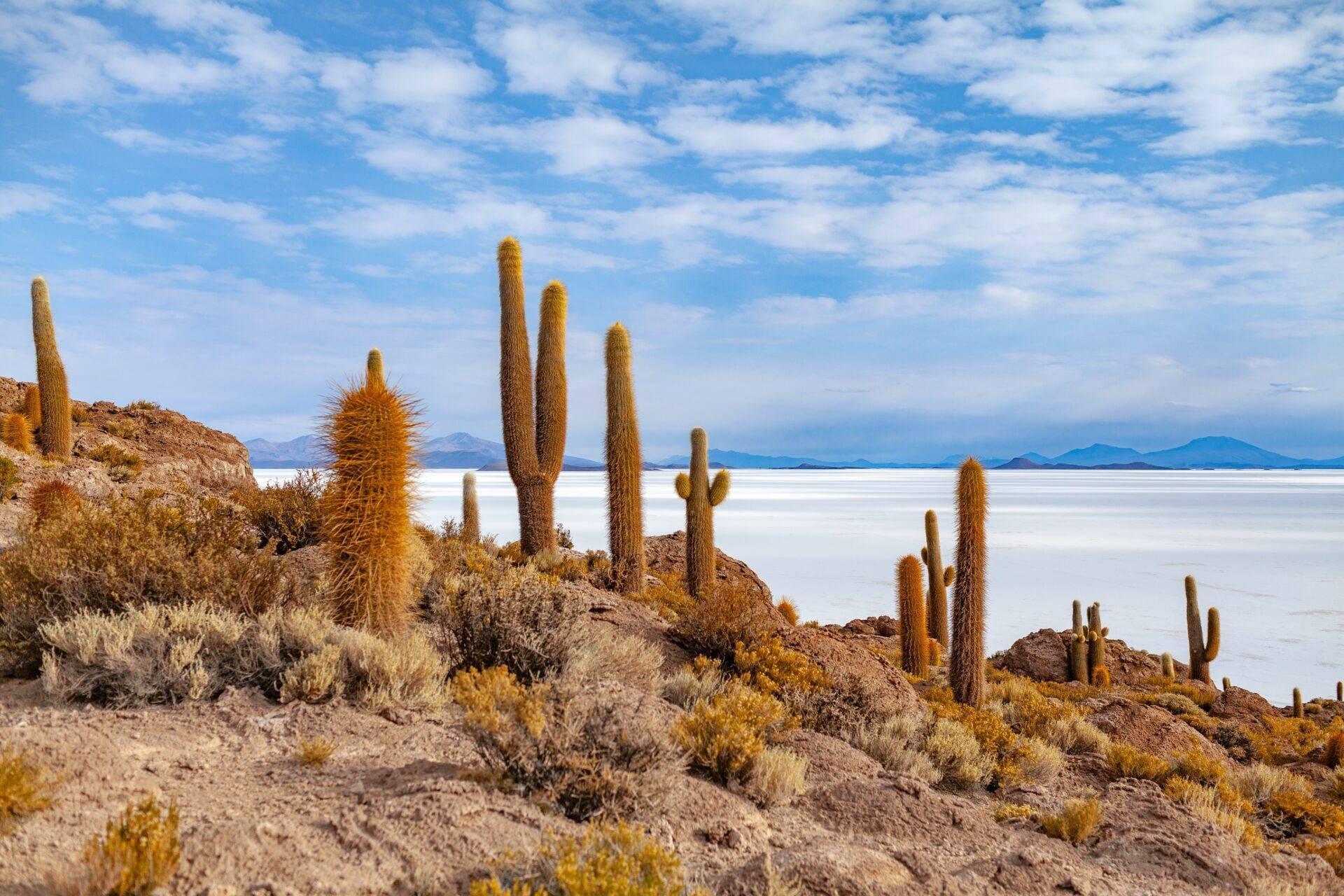 Paesaggio desertico con giganteschi cactus candelabro che dominano un lago bianco e montagne lontane