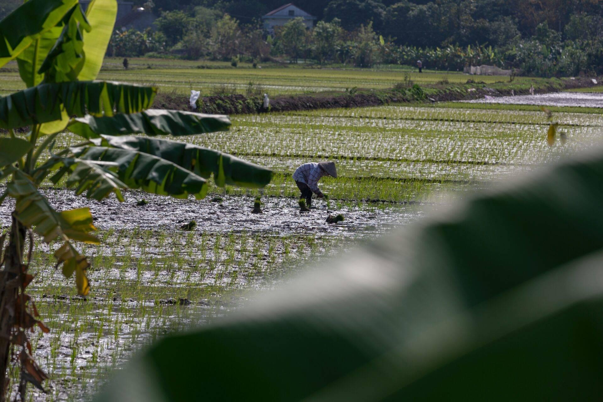Un agricultor trabaja en un arrozal inundado en el Sudeste Asiático, rodeado de vegetación exuberante y casas rurales