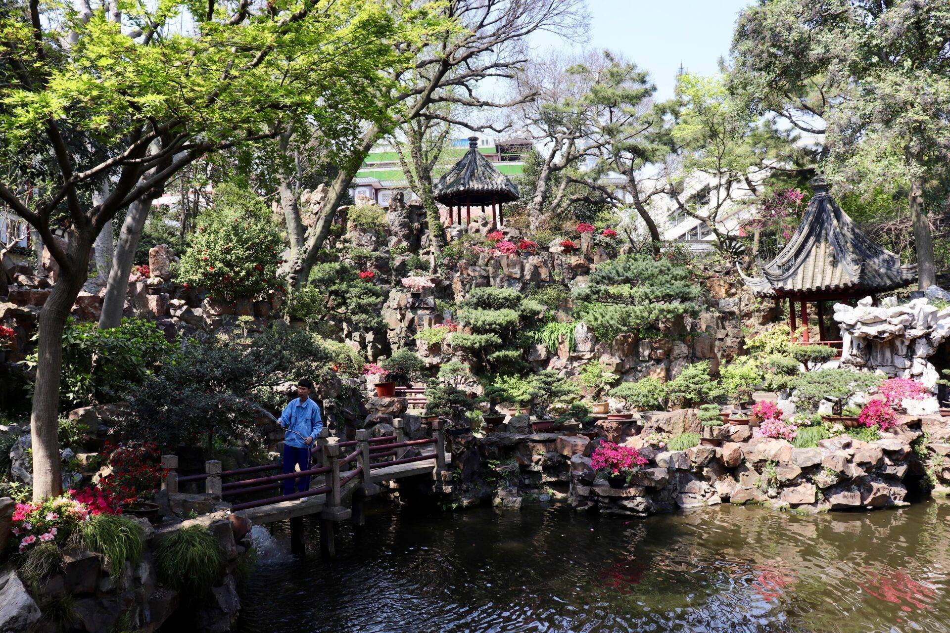 Un giardino asiatico tradizionale con pagode, ponte in legno, specchio d’acqua e fiori rosa tra gli alberi