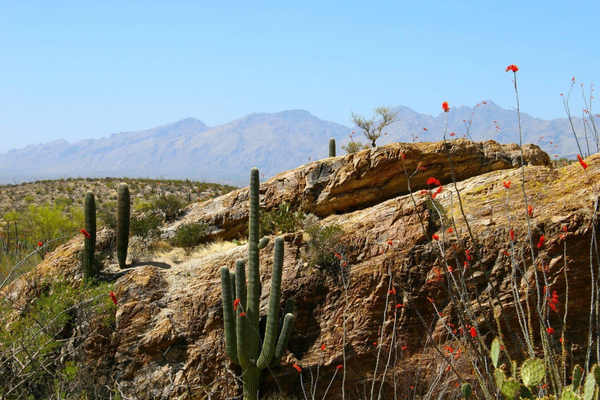 Paesaggio desertico con cactus saguaro, fiori rossi e montagne aride sullo sfondo sotto un cielo azzurro