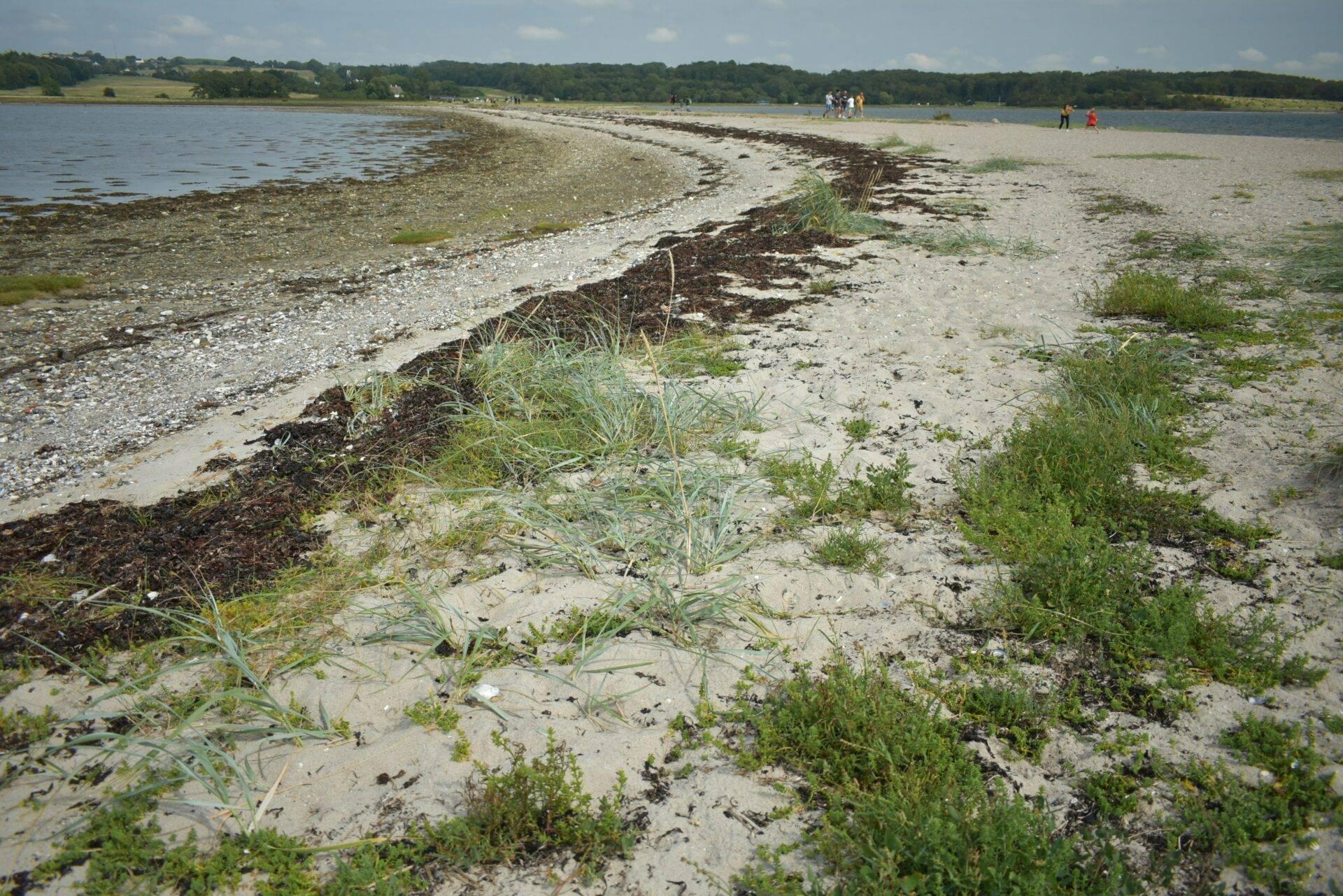 Una spiaggia di ciottoli con erbe selvatiche, costa rocciosa e acqua calma sotto un cielo sereno