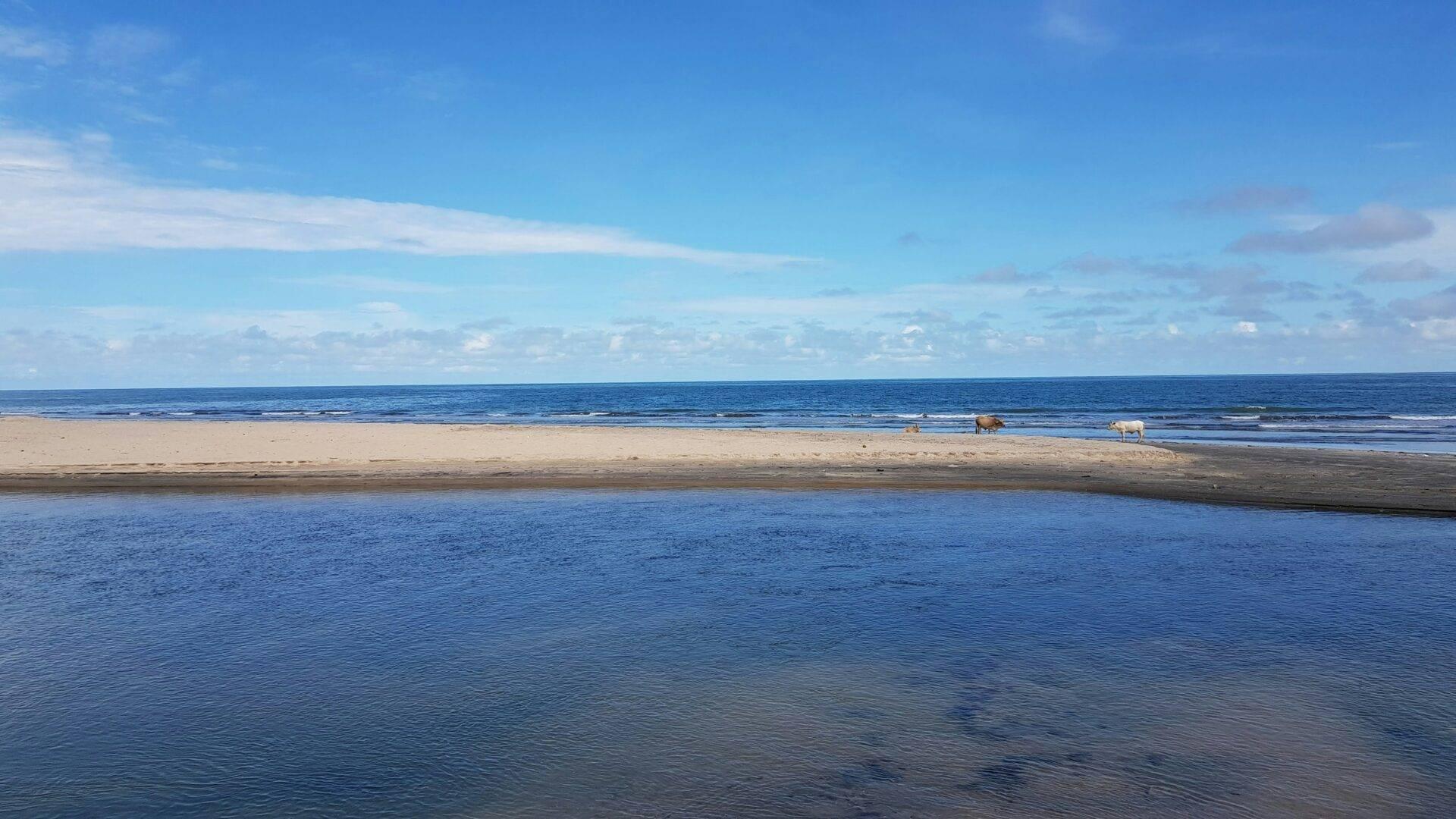 Une plage de sable blanc avec un estuaire peu profond au premier plan, des chevaux au pâturage et un ciel dégagé
