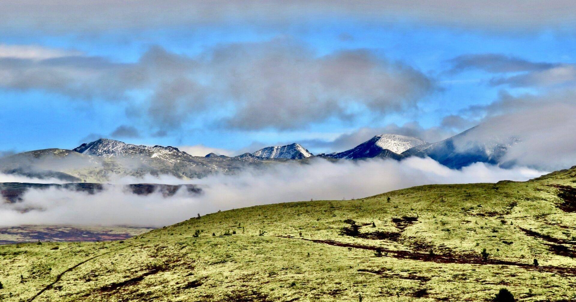 Verschneite Gebirgslandschaft mit nebelgefülltem Tal und alpiner Vegetation im Vordergrund