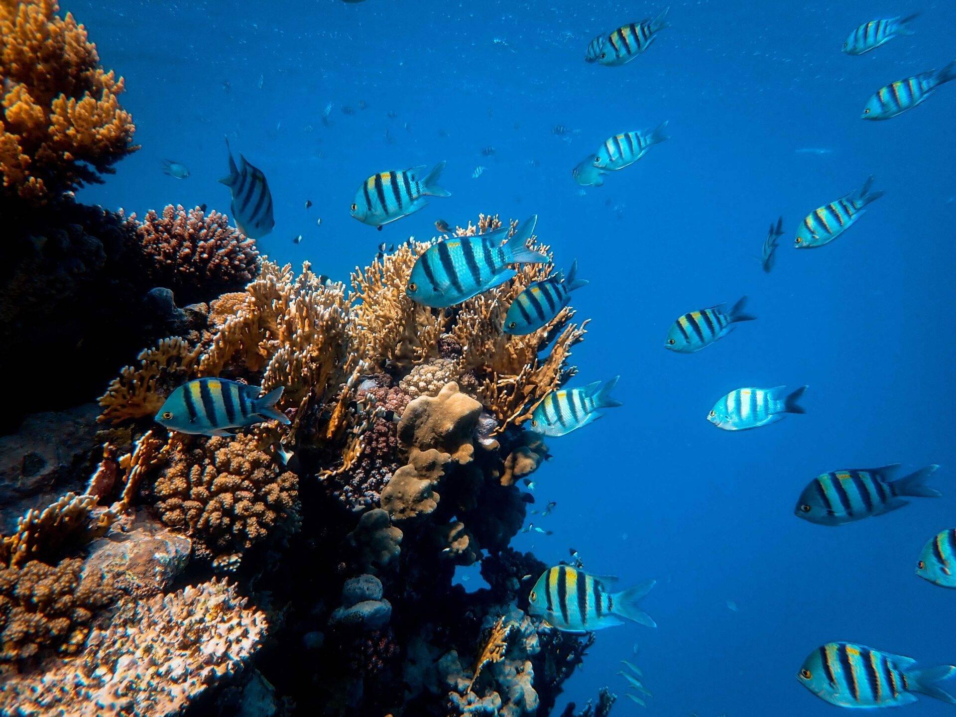 Una barriera corallina colorata con pesci chirurgo a strisce blu e gialle in acque turchesi cristalline