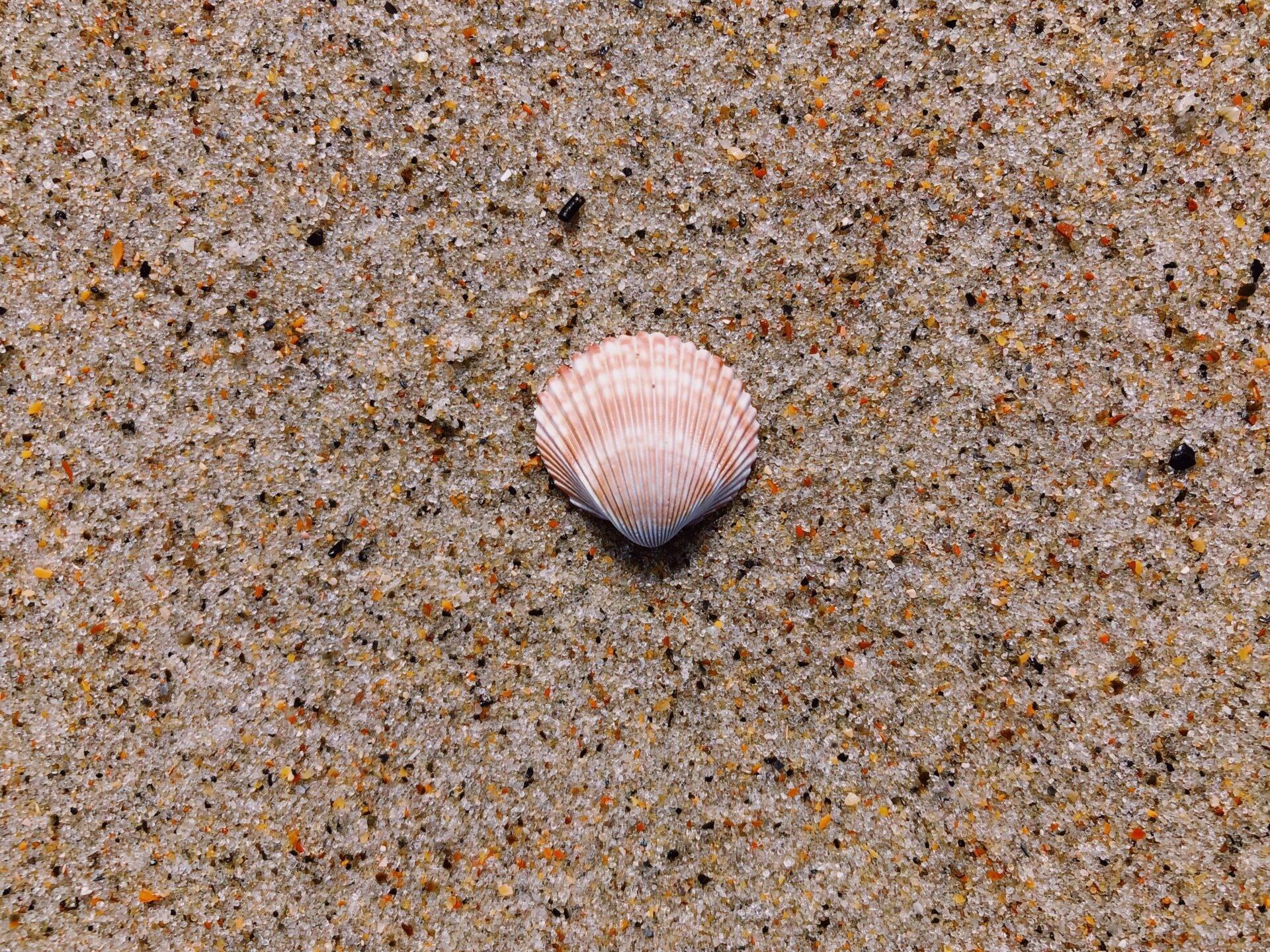 Eine blasspink Muschel liegt auf dem feinen Sand eines tropischen Strandes