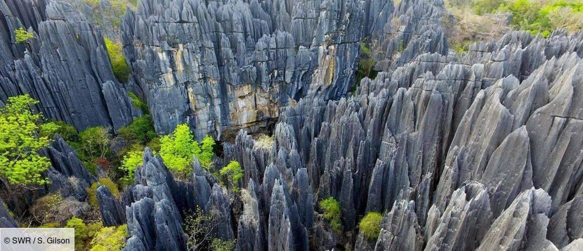 Formazioni rocciose calcaree appuntite di una foresta di pietra con rada vegetazione verde tra le cime