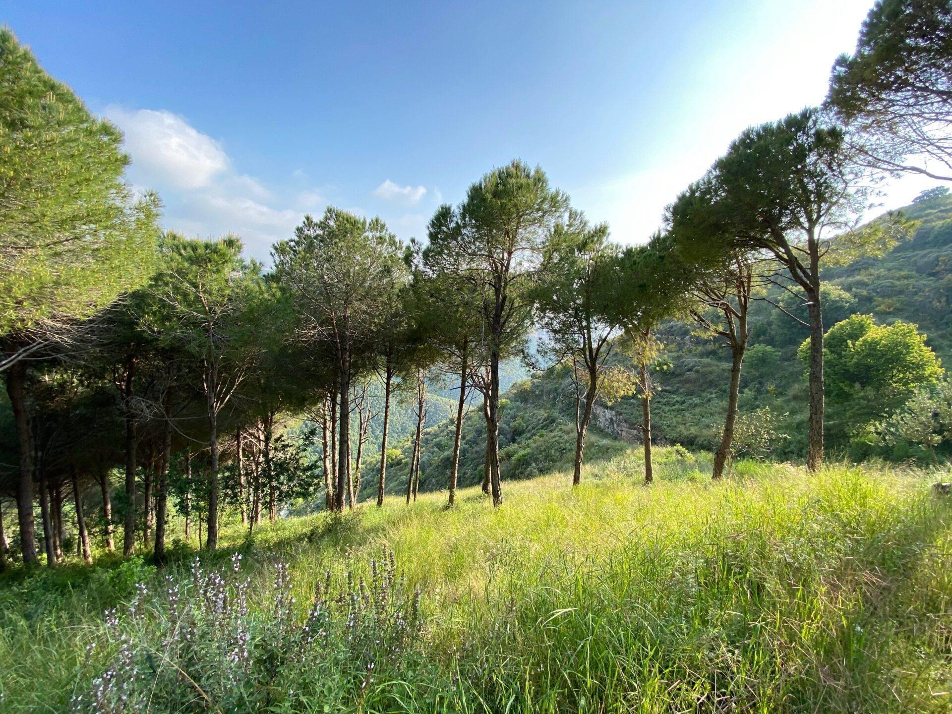 Paisaje montañoso con pinos esbeltos, prado florido y valle boscoso al fondo bajo un cielo despejado