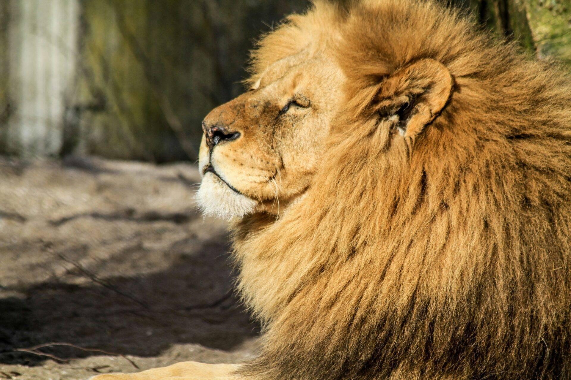 Un leone dalla criniera imponente in primo piano di profilo in un recinto di zoo o riserva naturale