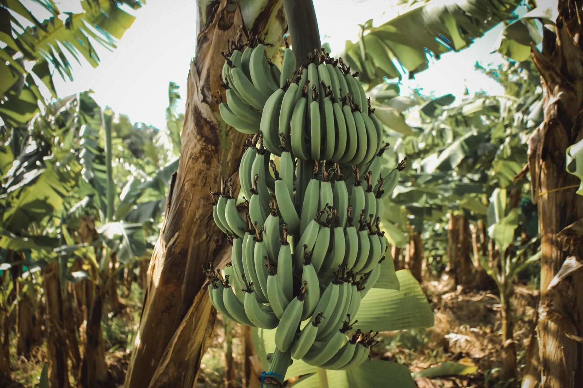 Eine grüne Bananenstauche hängt an einem Bananenbaum in einer tropischen Plantage