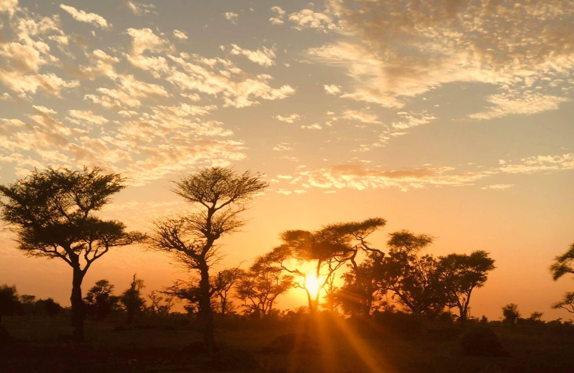 Coucher de soleil sur la savane avec acacia et baobabs silhouettés contre le ciel orangé