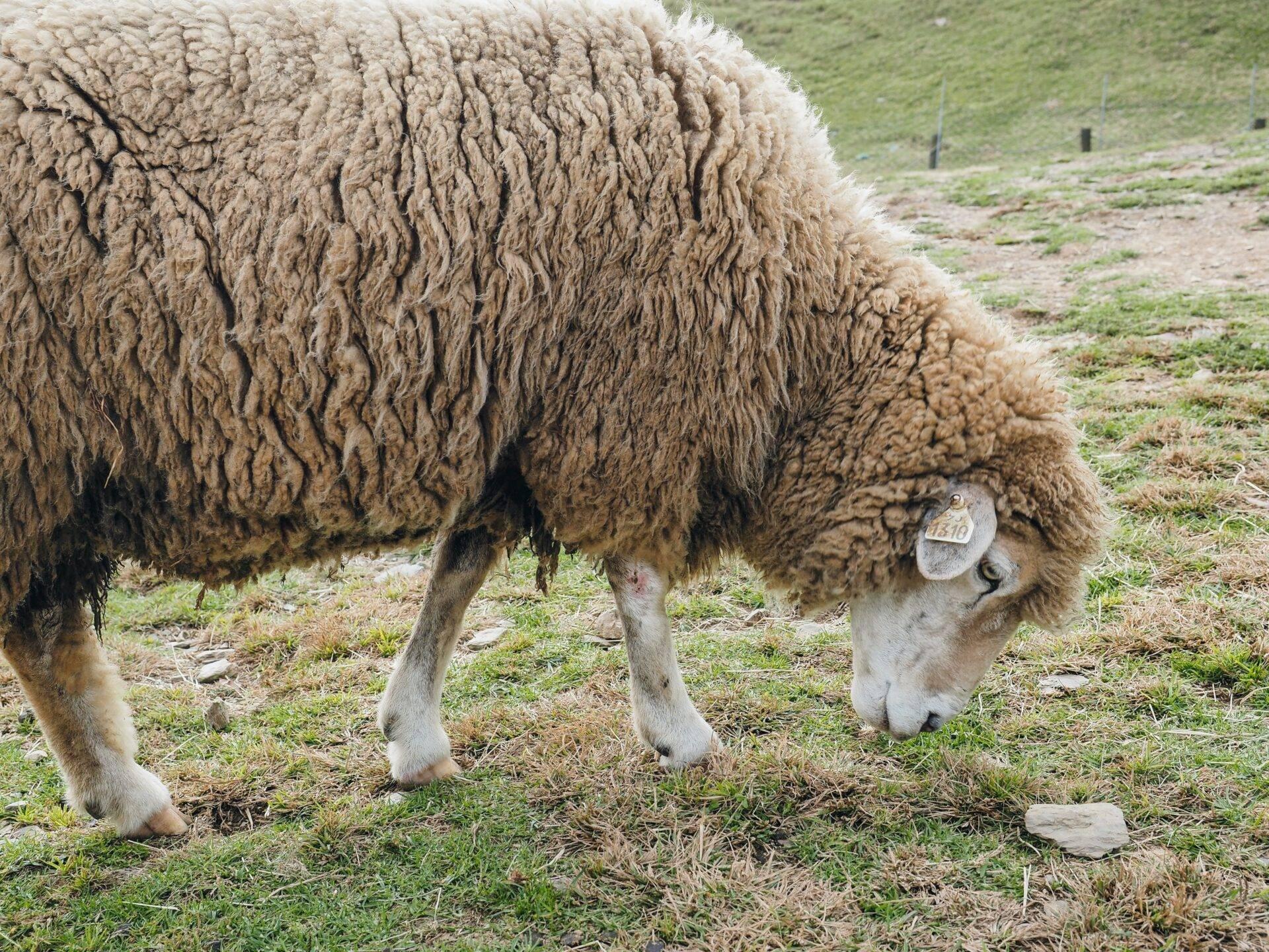 Una pecora dal vello folto con un campanaccio pascola in un prato montuoso erboso