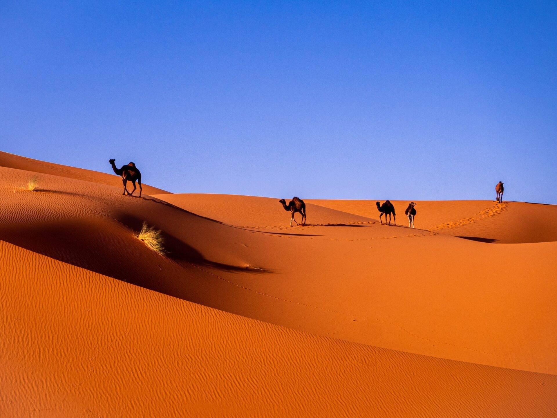 Eine Kamelkarawane überquert orangefarbene Sanddünen einer Wüste unter klarem blauen Himmel