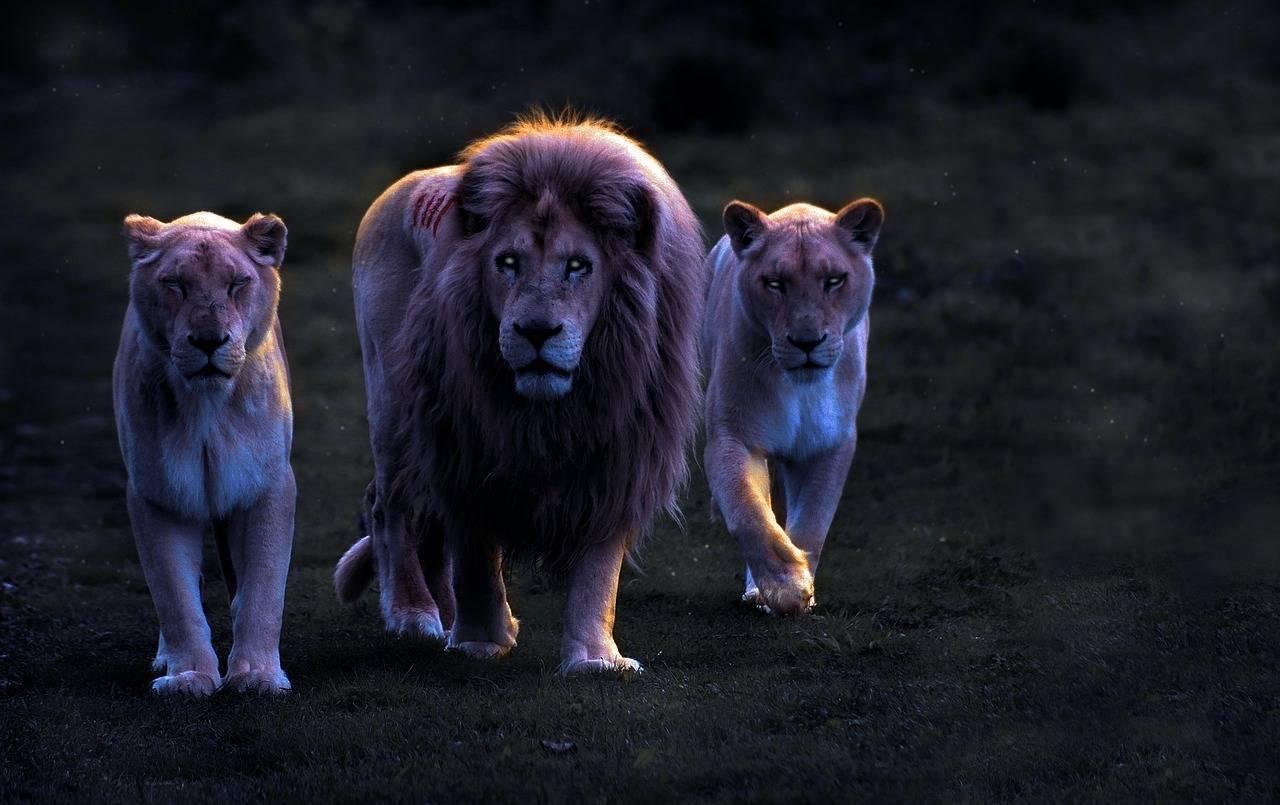 Ein majestätischer Löwe mit Mähne neben zwei Löwinnen in dramatischer Nachtkulisse