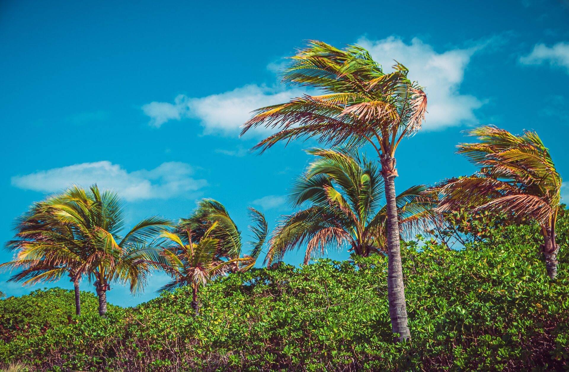 Wind-swept palm trees under a blue sky with green mangroves in the background, tropical coastal landscape