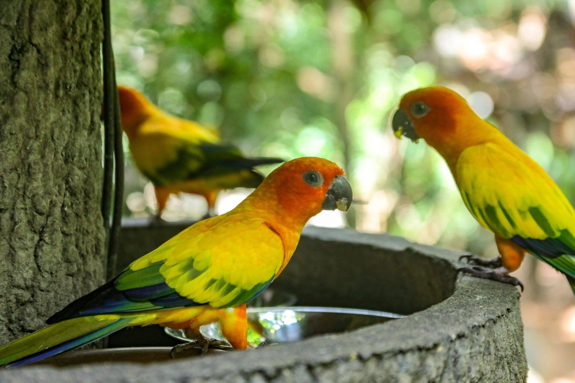 Drei leuchtend bunte Regenbogenloris auf einer Betonstruktur in einem tropischen Tierpark