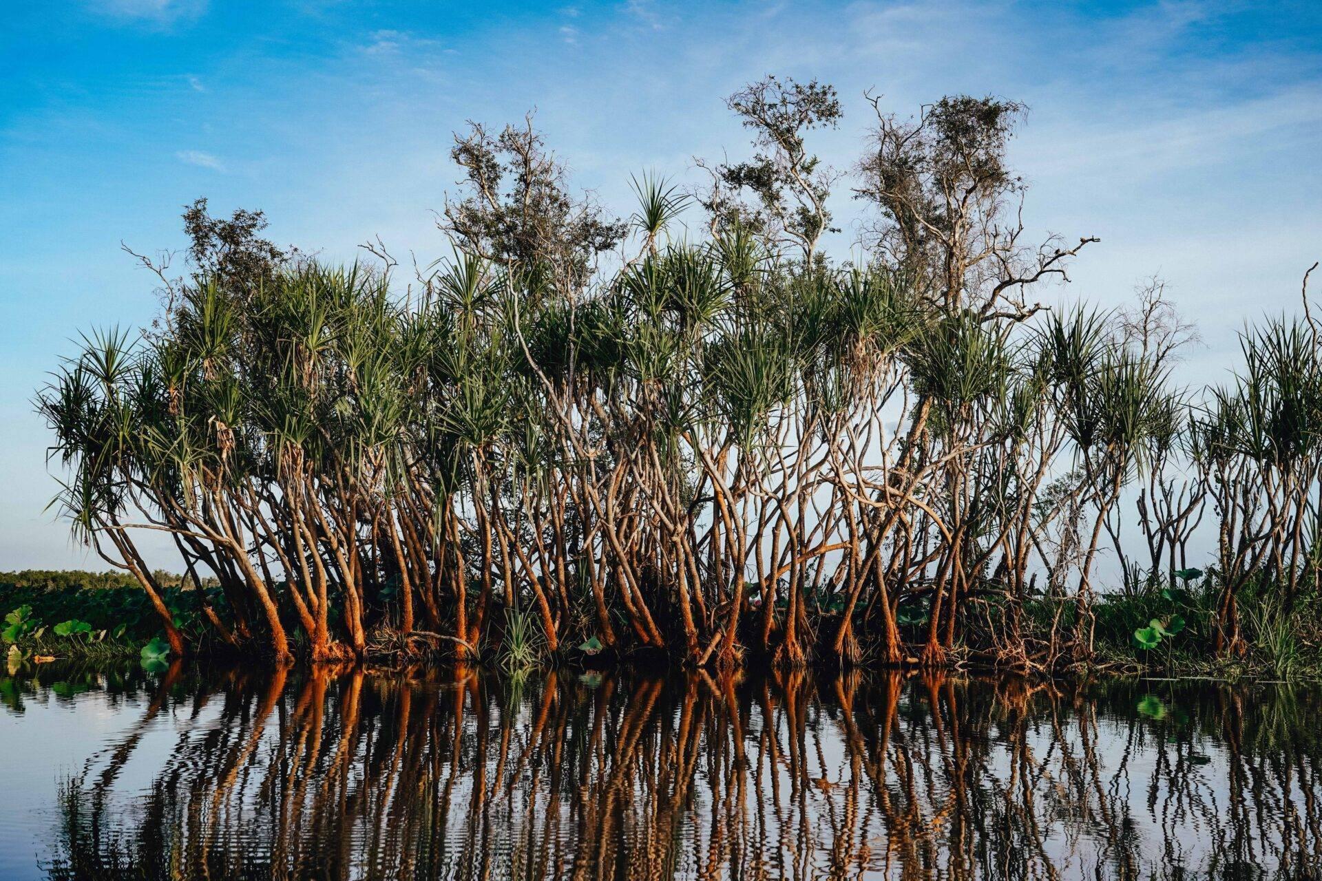 Palme Pandanus dai tronchi rossi si riflettono in una laguna calma nell’Australia tropicale