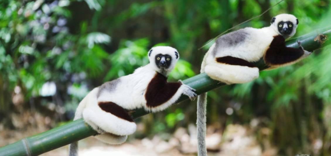 Due lemuri dagli occhi grandi e dal pelo bianco e nero riposano su un ramo di bambù in una foresta tropicale verde