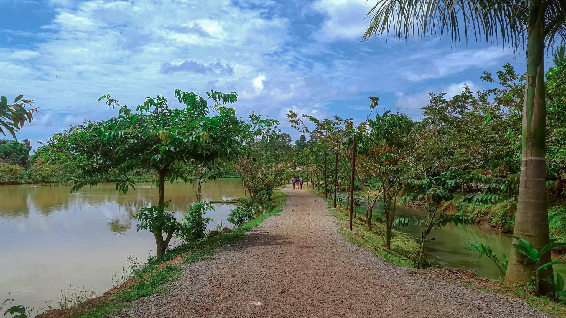 Un camino de tierra bordeando plantaciones frutales y canales de aguas tranquilas bajo un cielo azul nublado