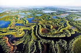 Vista aerea di un paesaggio di zone umide con meandri fluviali sinuosi, vegetazione densa verde e laghi blu