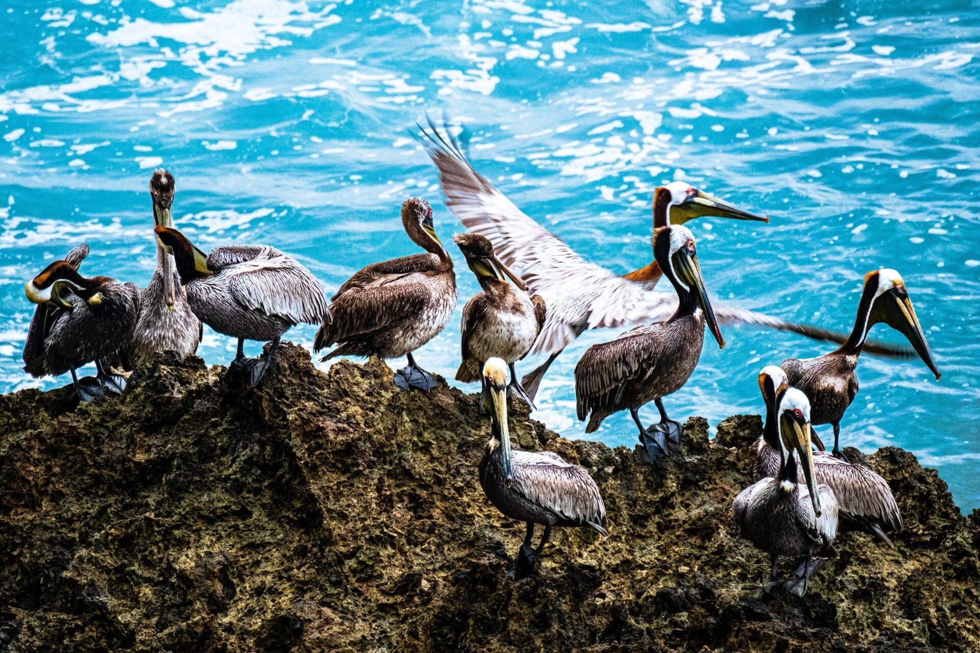 Grupo de pelícanos pardos posados en unas rocas frente a un mar turquesa reluciente