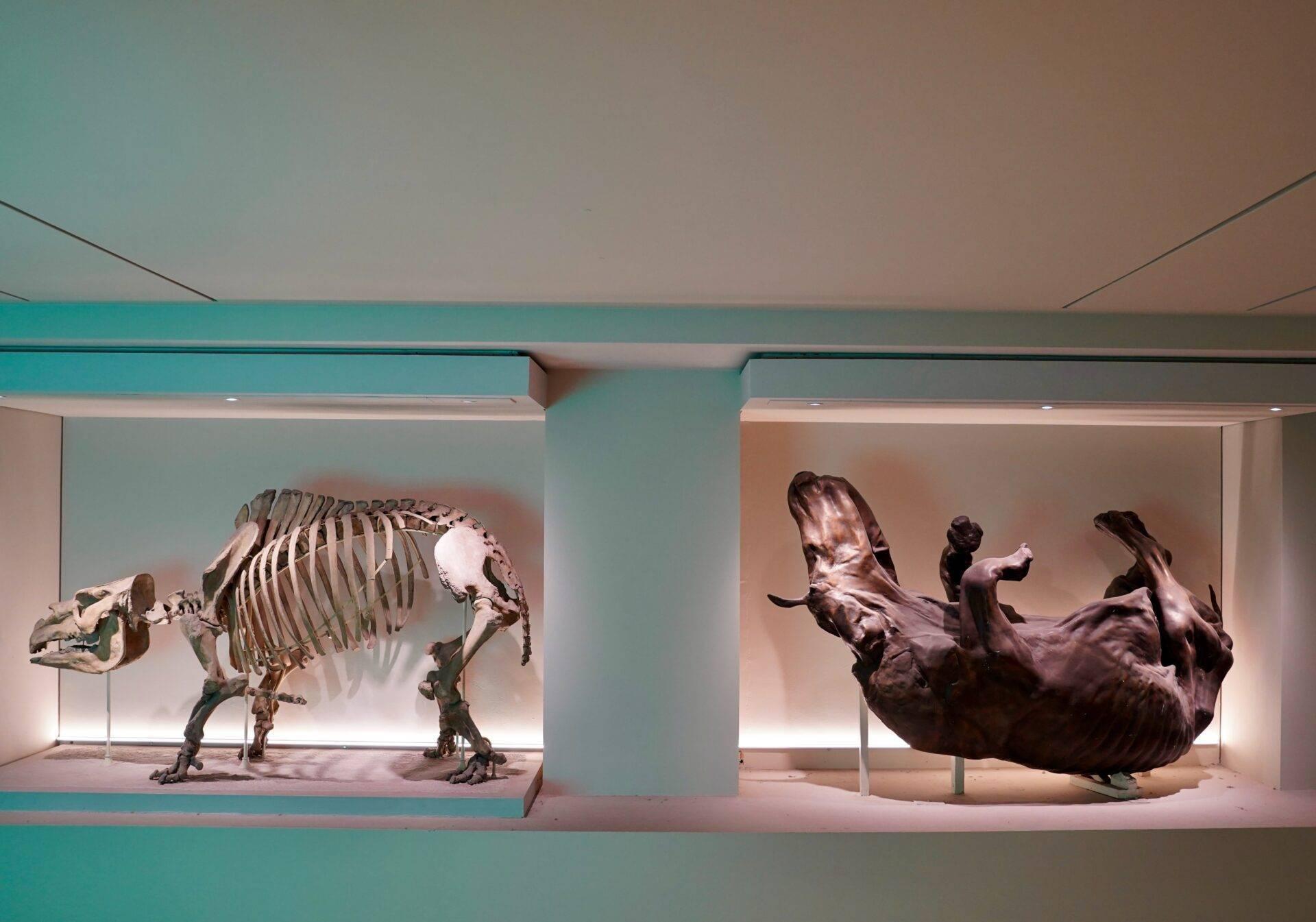 Dinosaurierskelette in beleuchteten Vitrinen eines Museums, mit warmem Licht und moderner Architektur