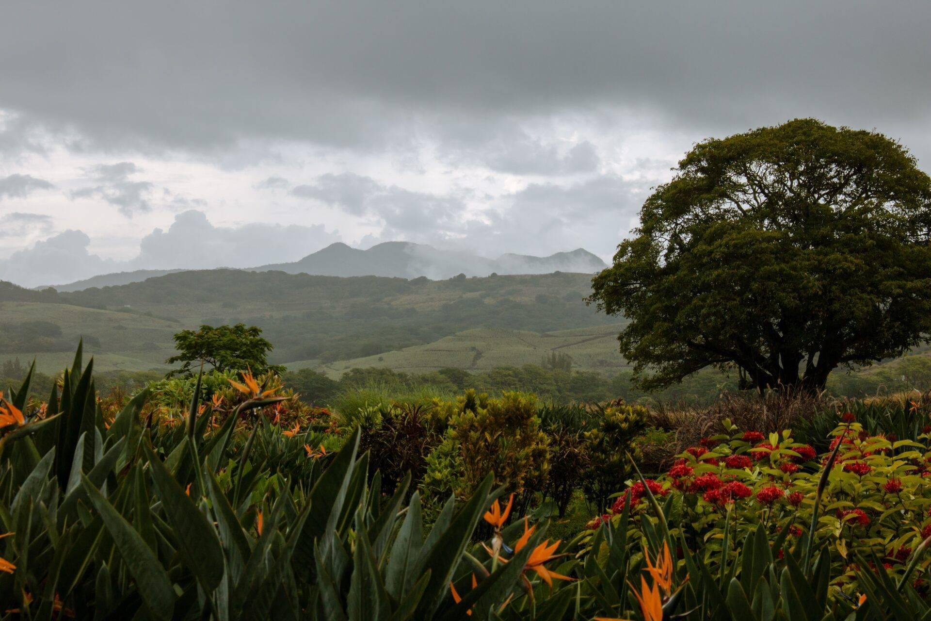 Un jardín tropical colorido con flores naranja y rojas, grandes árboles y una cadena de montañas verdes al fondo bajo un cielo nublado