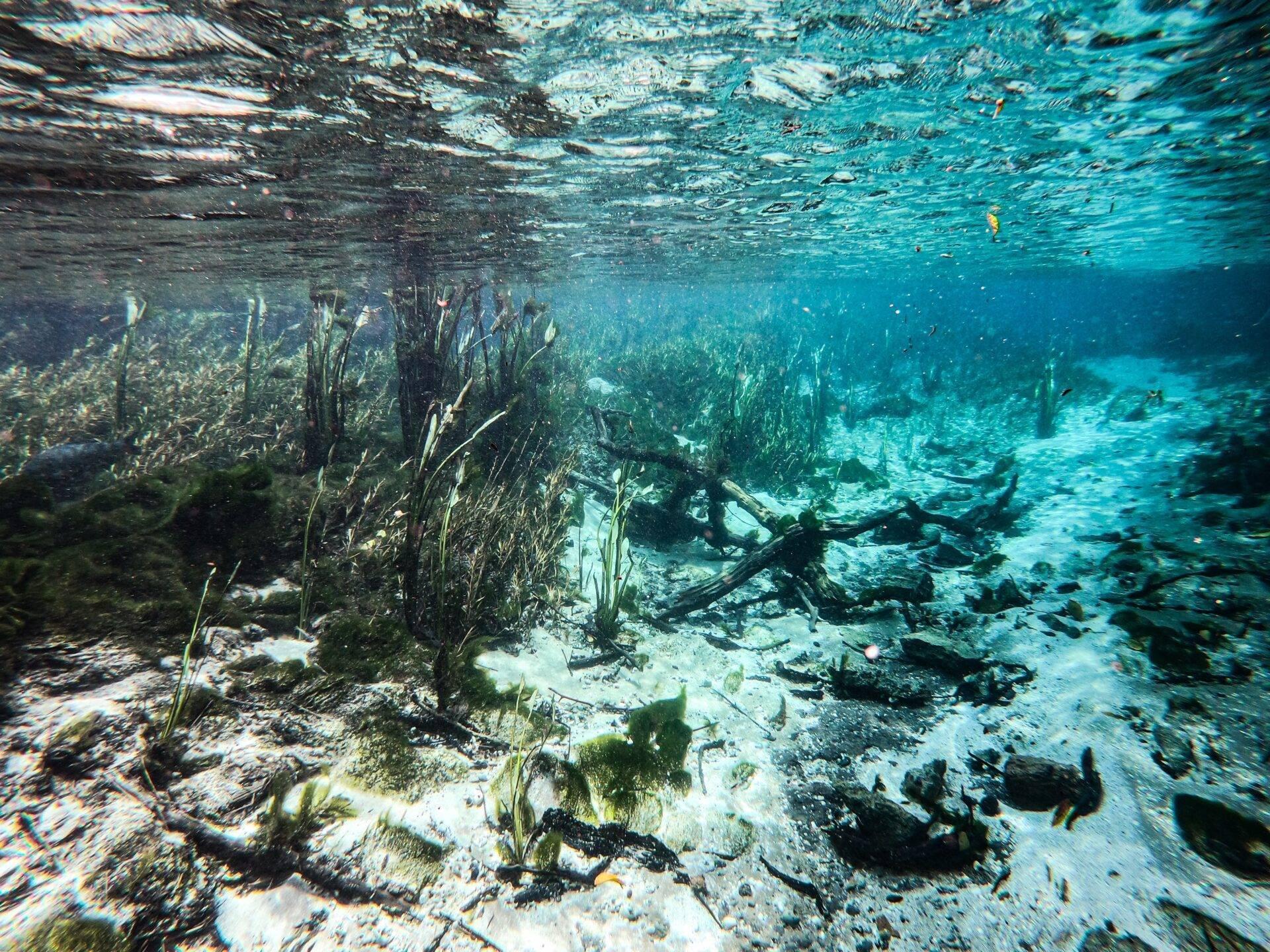 Unterwasseransicht einer Mangrove mit Seegras, Holzresten und Fischen in kristallklarem Wasser