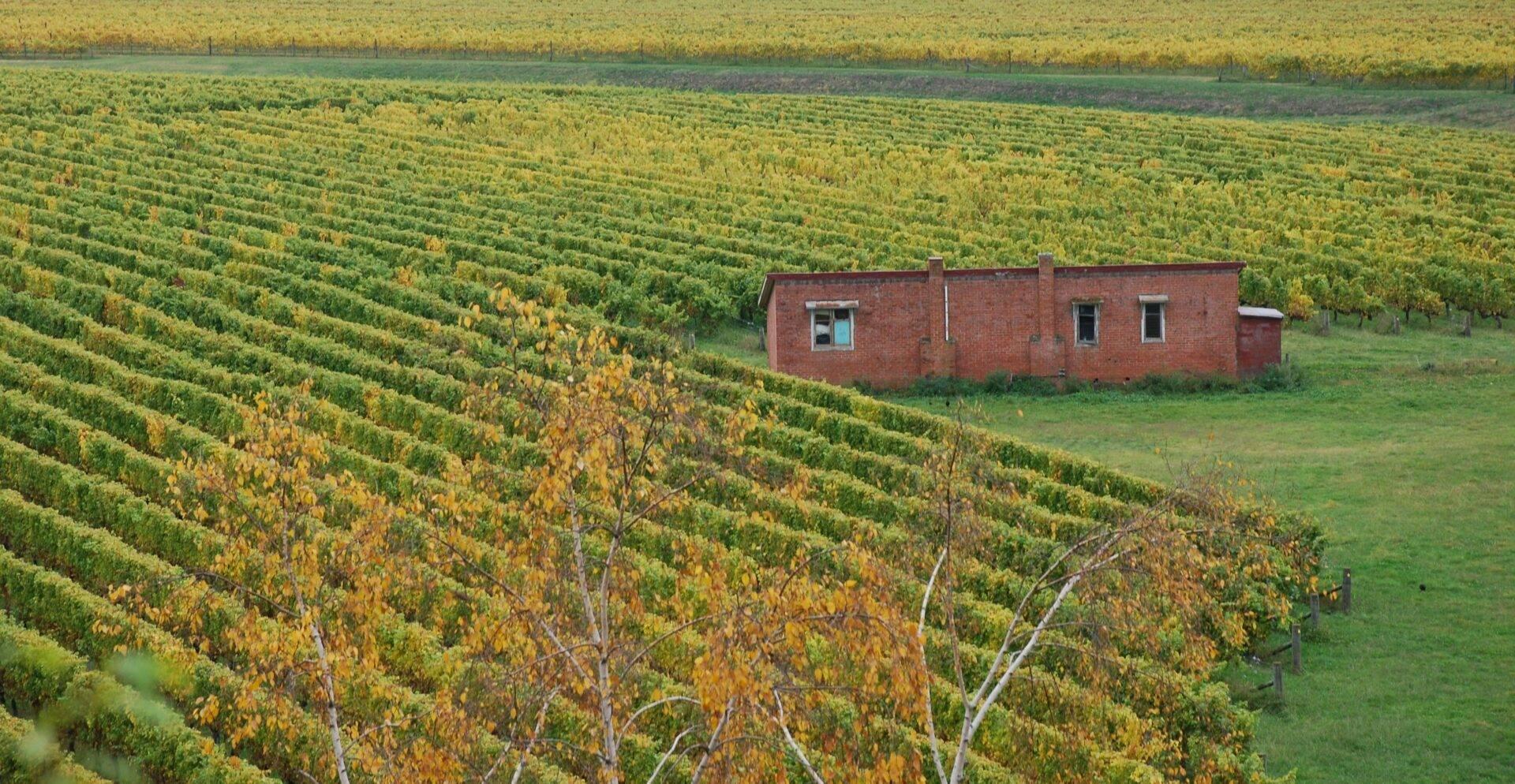 Terraced vineyard with an abandoned red-brick house among rows of autumn vines