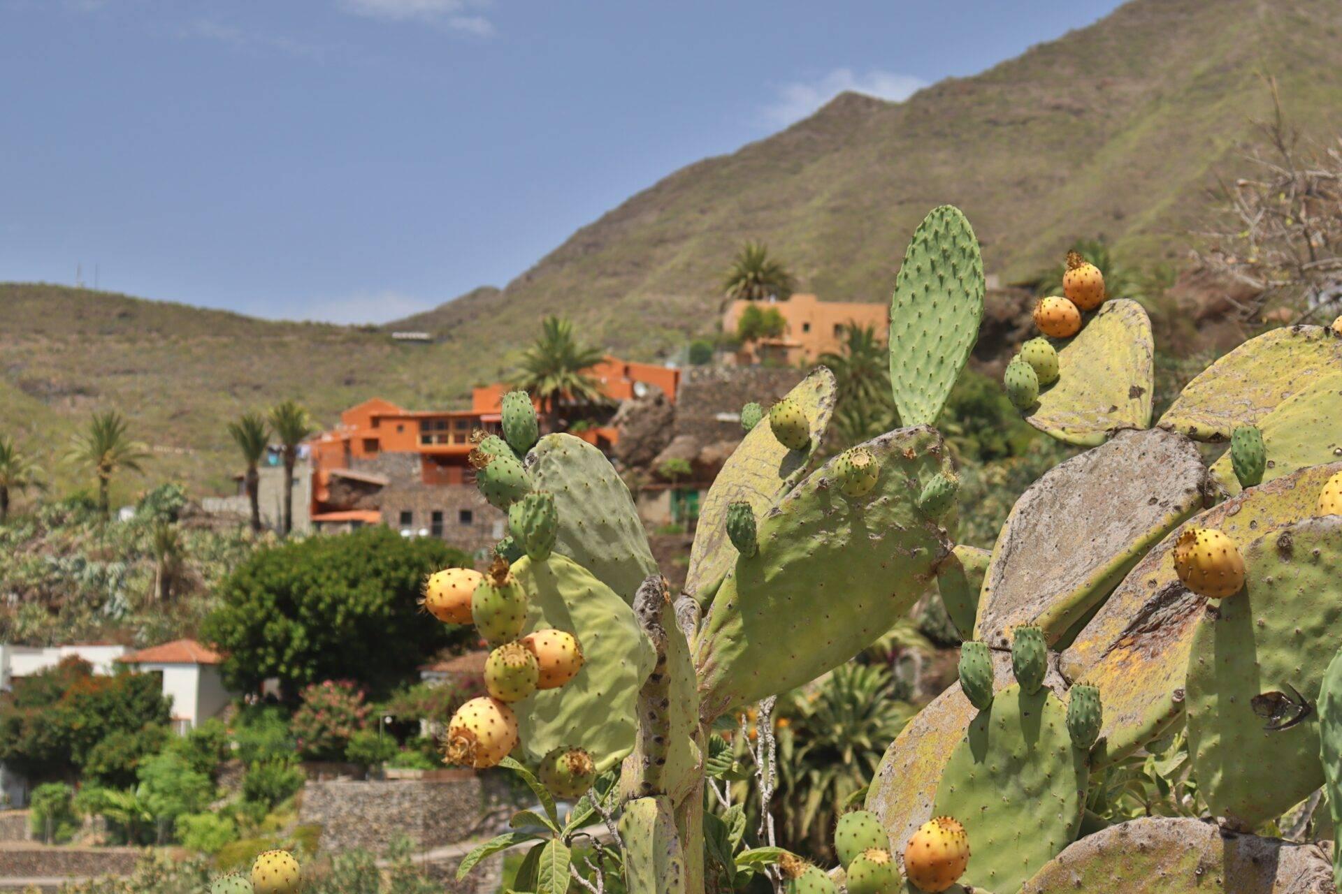 Fichidindia in fiore con case in pietra ocra in una valle montuosa sotto un cielo azzurro