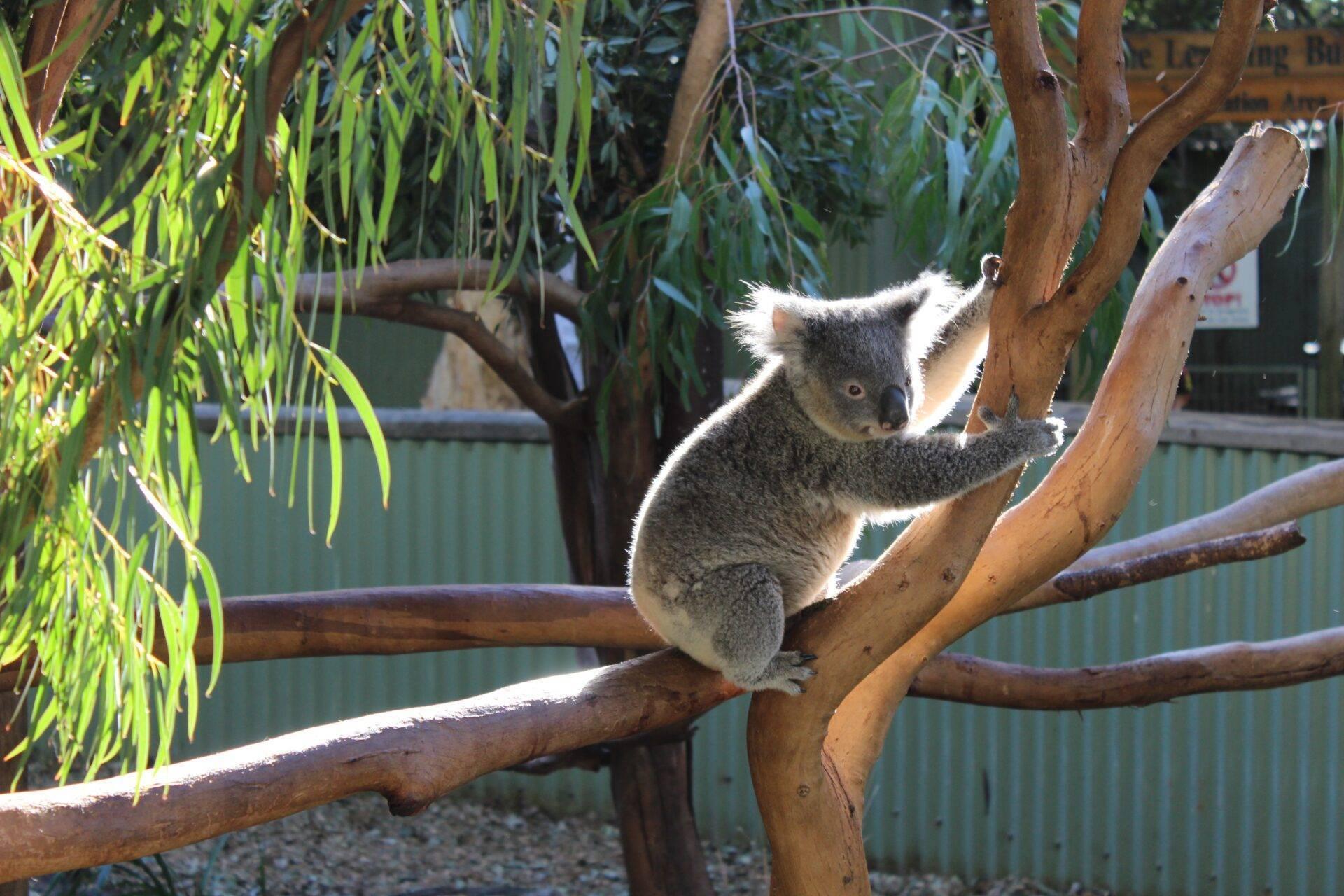 Un koala grigio seduto su un ramo di eucalipto con foglie verdi sullo sfondo in un recinto
